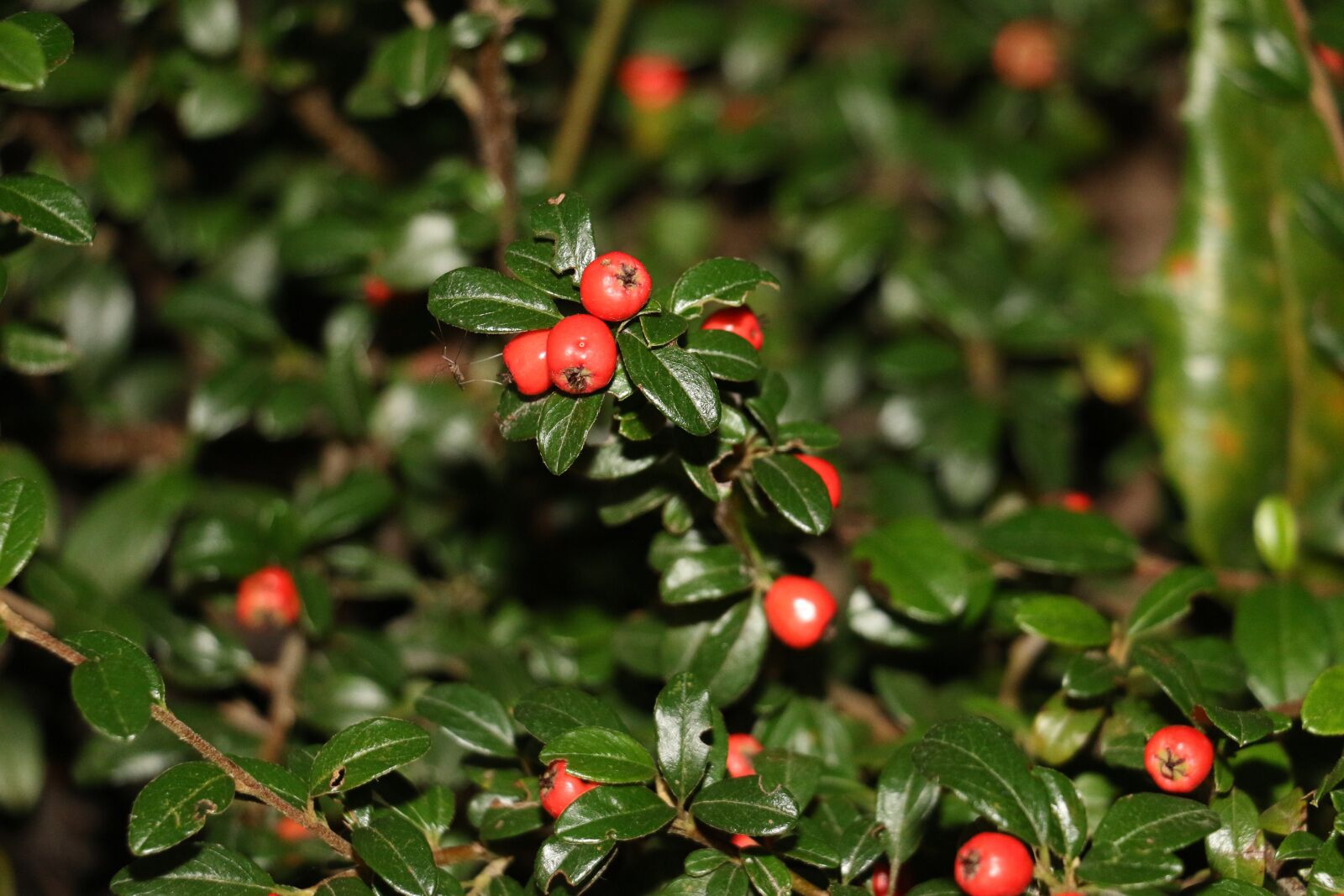 Canon EOS 70D sample photo. Berries, garden, green photography