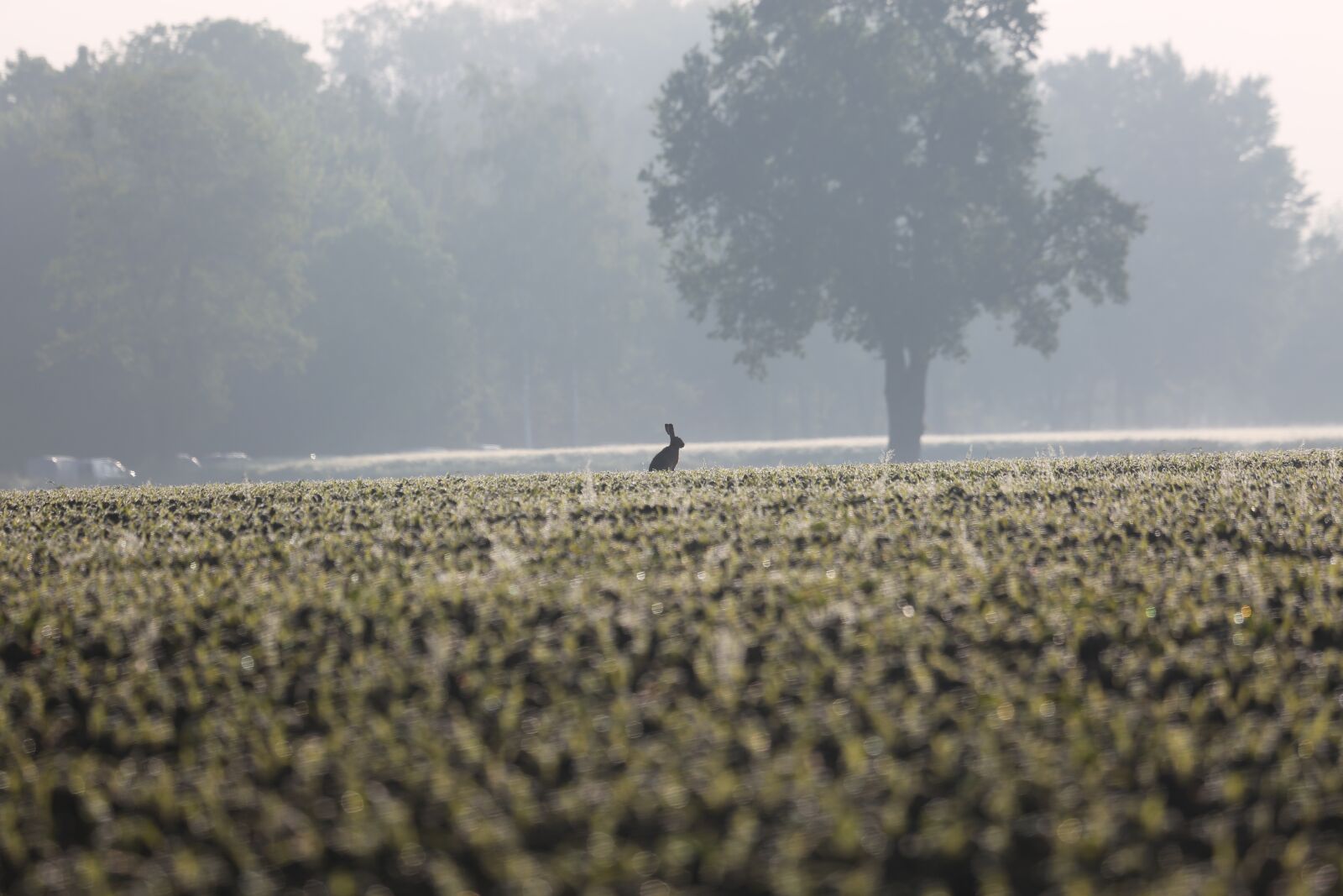 Canon EF 100-400mm F4.5-5.6L IS USM sample photo. Hare, field, nature photography
