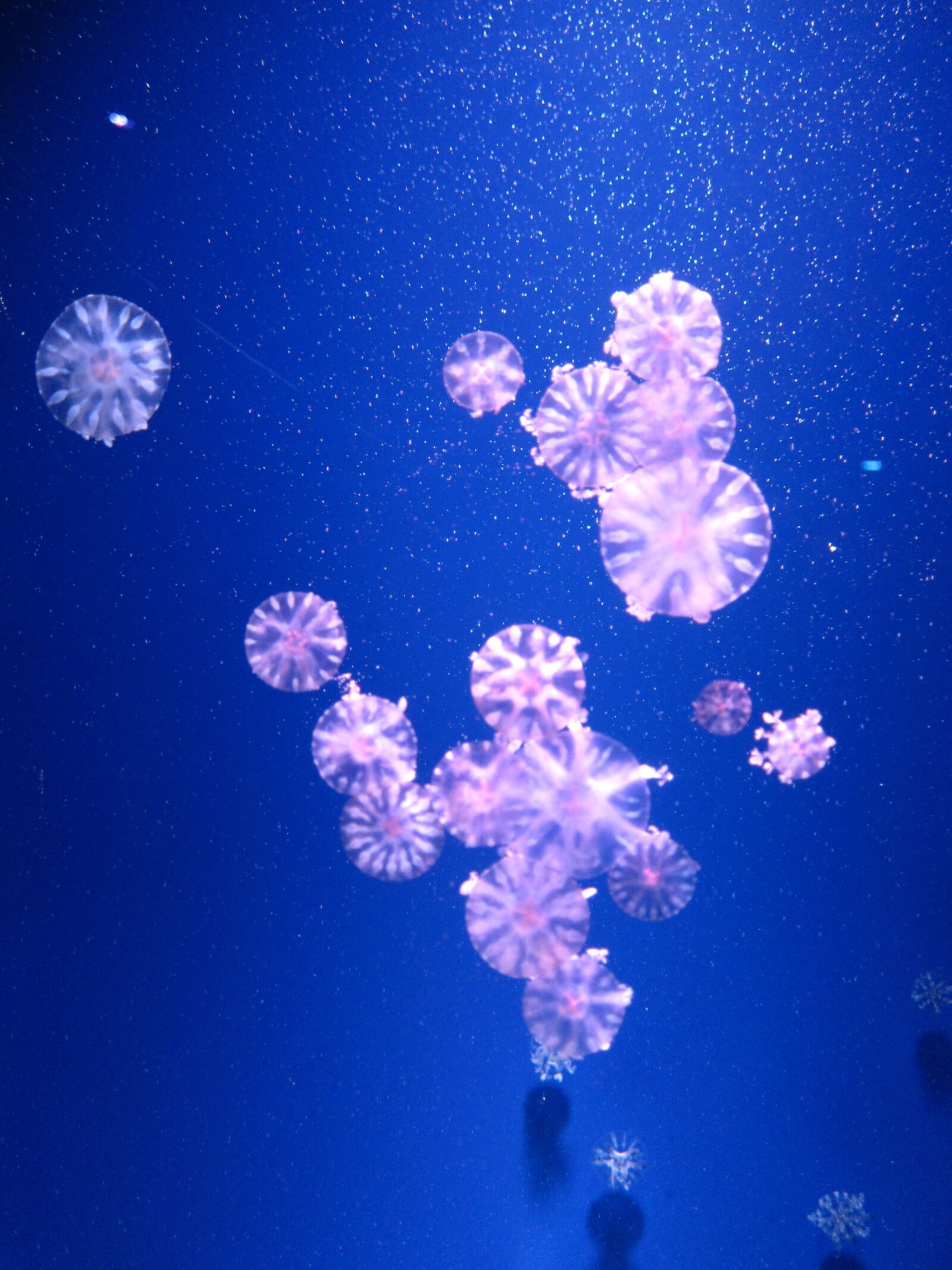 Canon PowerShot S90 sample photo. Blue, jellyfish, jellyfishes, pink photography