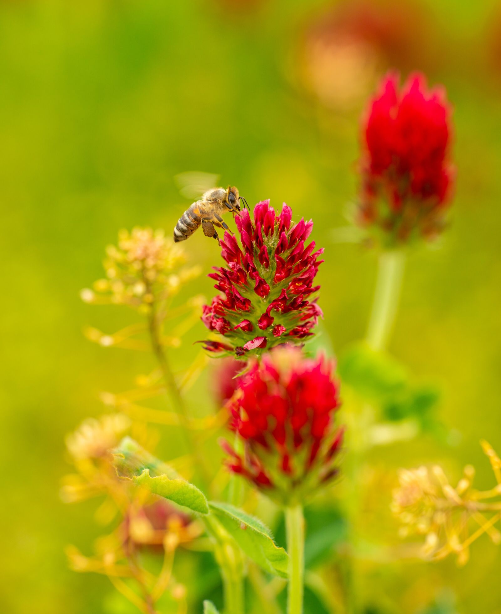 Nikon D800E sample photo. Clover, bee, red photography