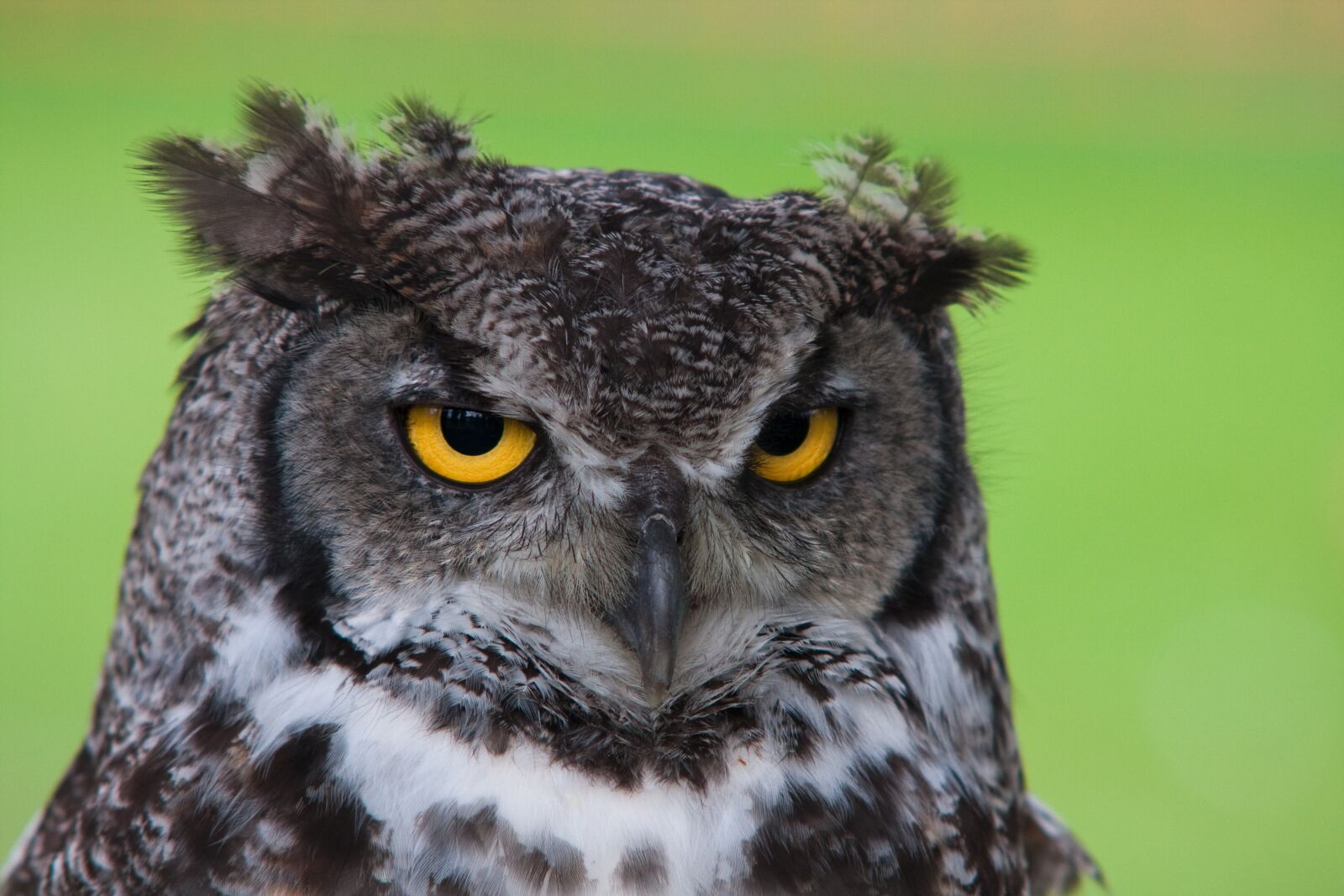 Canon EOS 40D sample photo. Animal, avian, bird photography