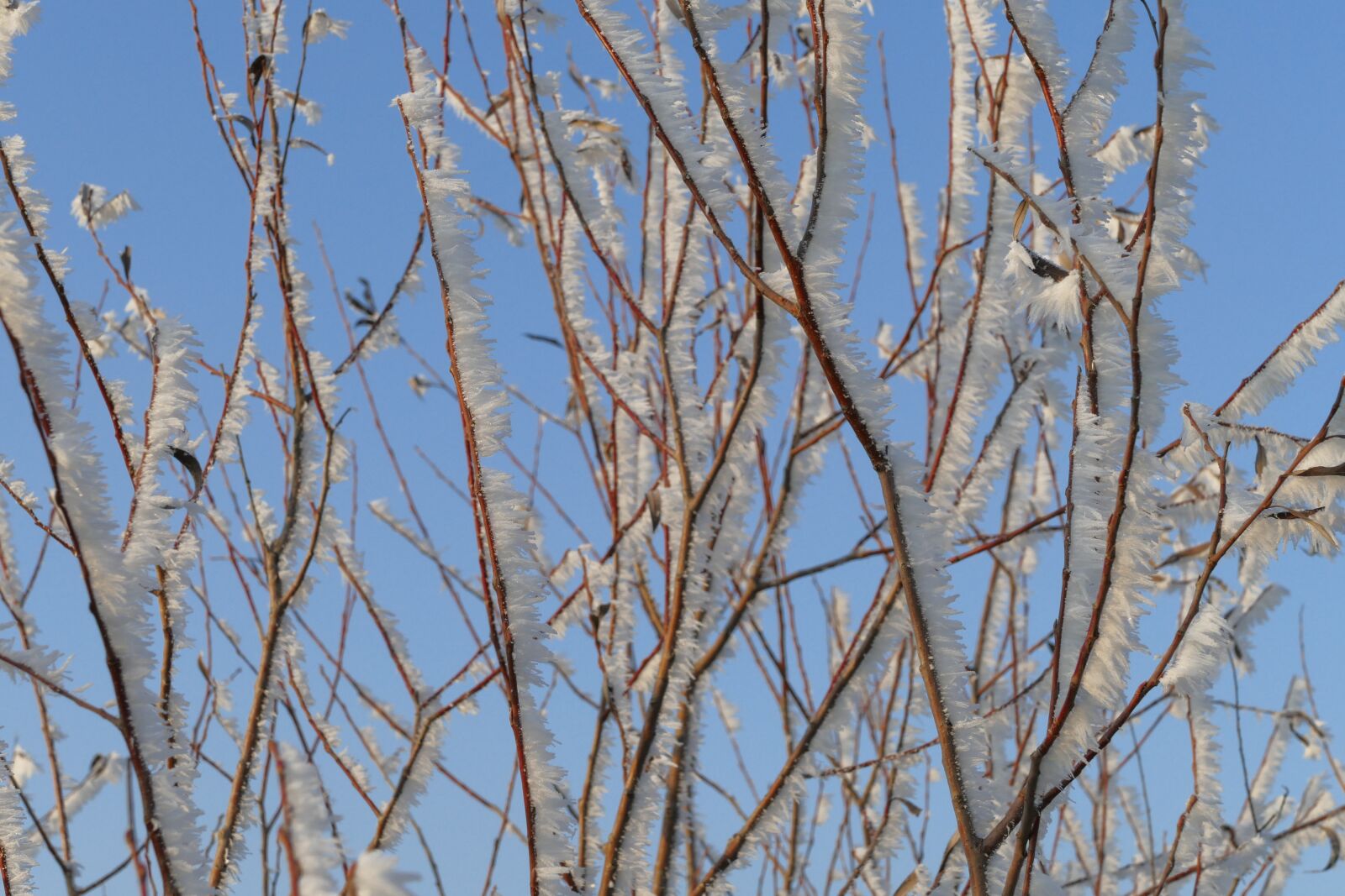 Panasonic Lumix DMC-FZ1000 sample photo. Winter, icing, frost photography