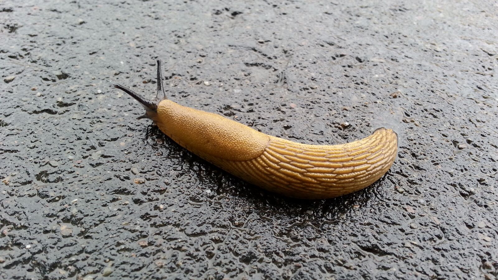 Samsung Galaxy S3 sample photo. Invertebrate, gastropod, nature photography