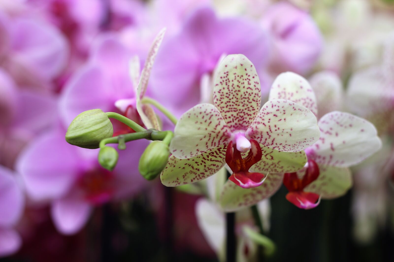 Canon EOS 600D (Rebel EOS T3i / EOS Kiss X5) + Canon EF 50mm F1.8 II sample photo. Orchid, flower, isolated photography
