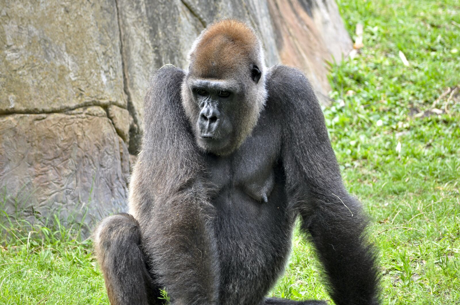 Nikon D5000 sample photo. Gorilla, animals, ape photography