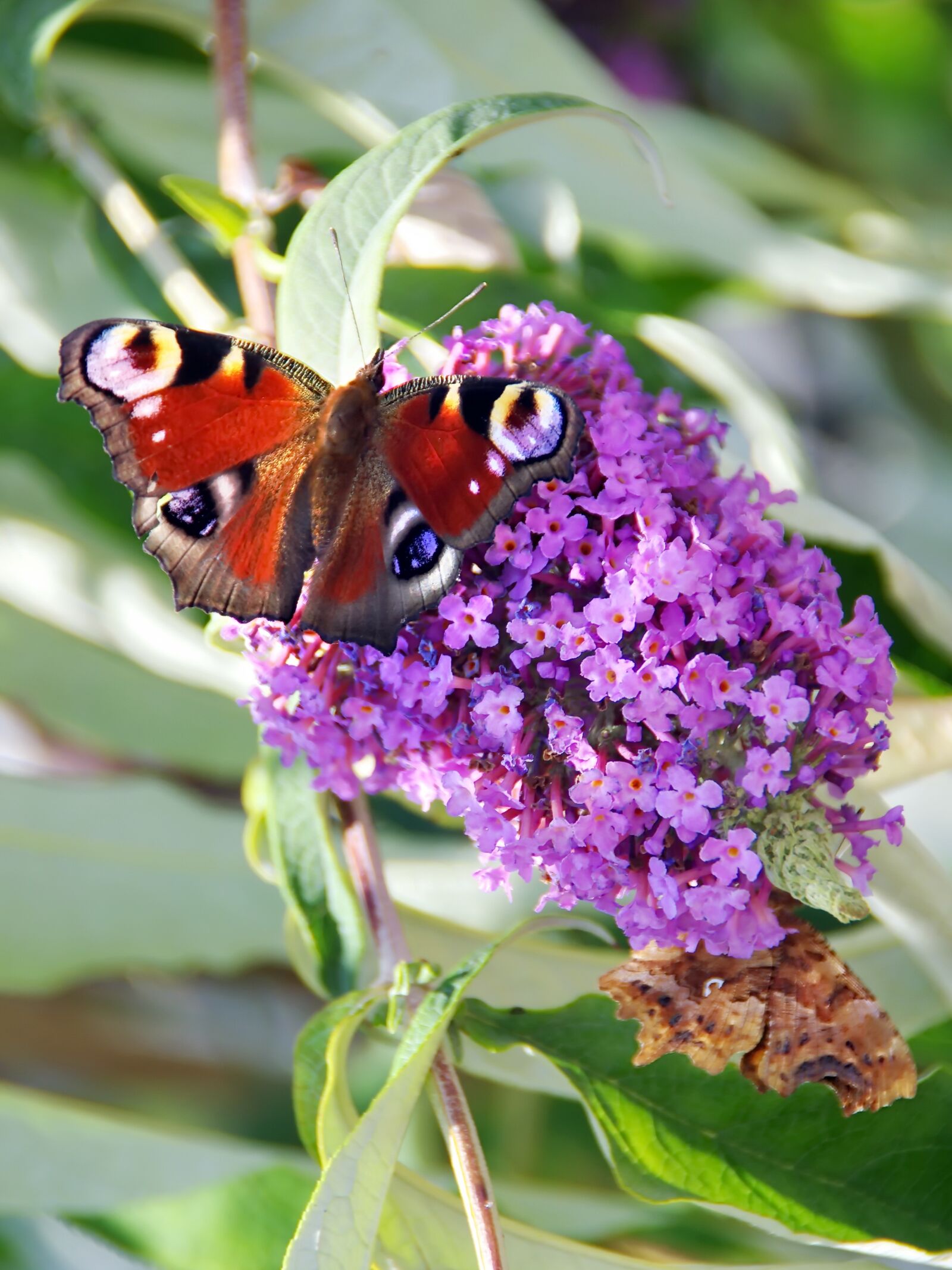 Pentax K-5 sample photo. Paon-du-jour, butterfly, buddleia photography