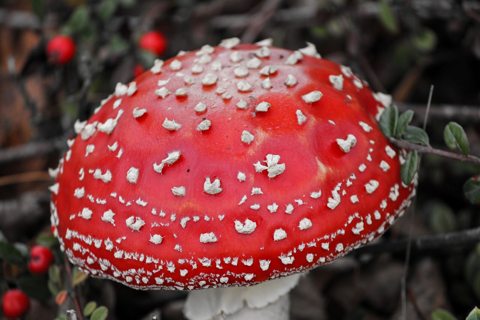 Canon EOS 1100D (EOS Rebel T3 / EOS Kiss X50) sample photo. Fly agaric, amanita muscaria photography
