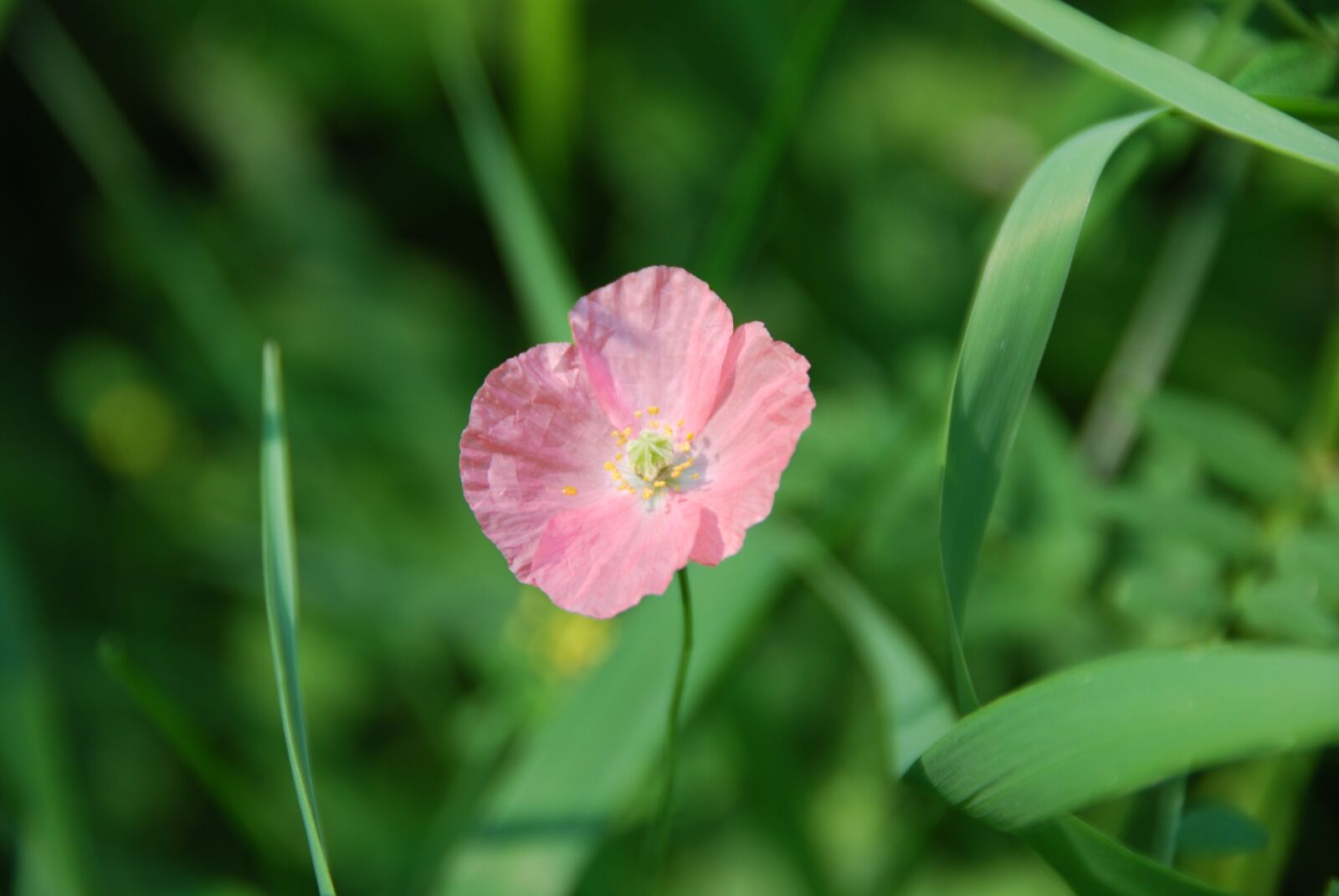 Nikon D80 sample photo. Pink, poppy, blossom photography