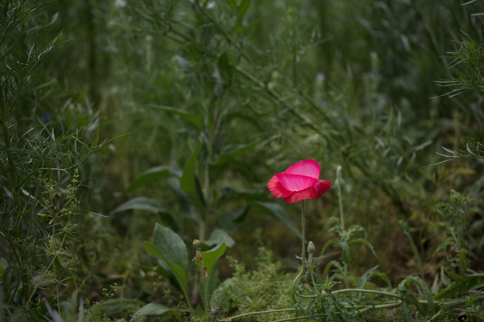 Canon EOS 5DS R sample photo. Flower, red, grass photography