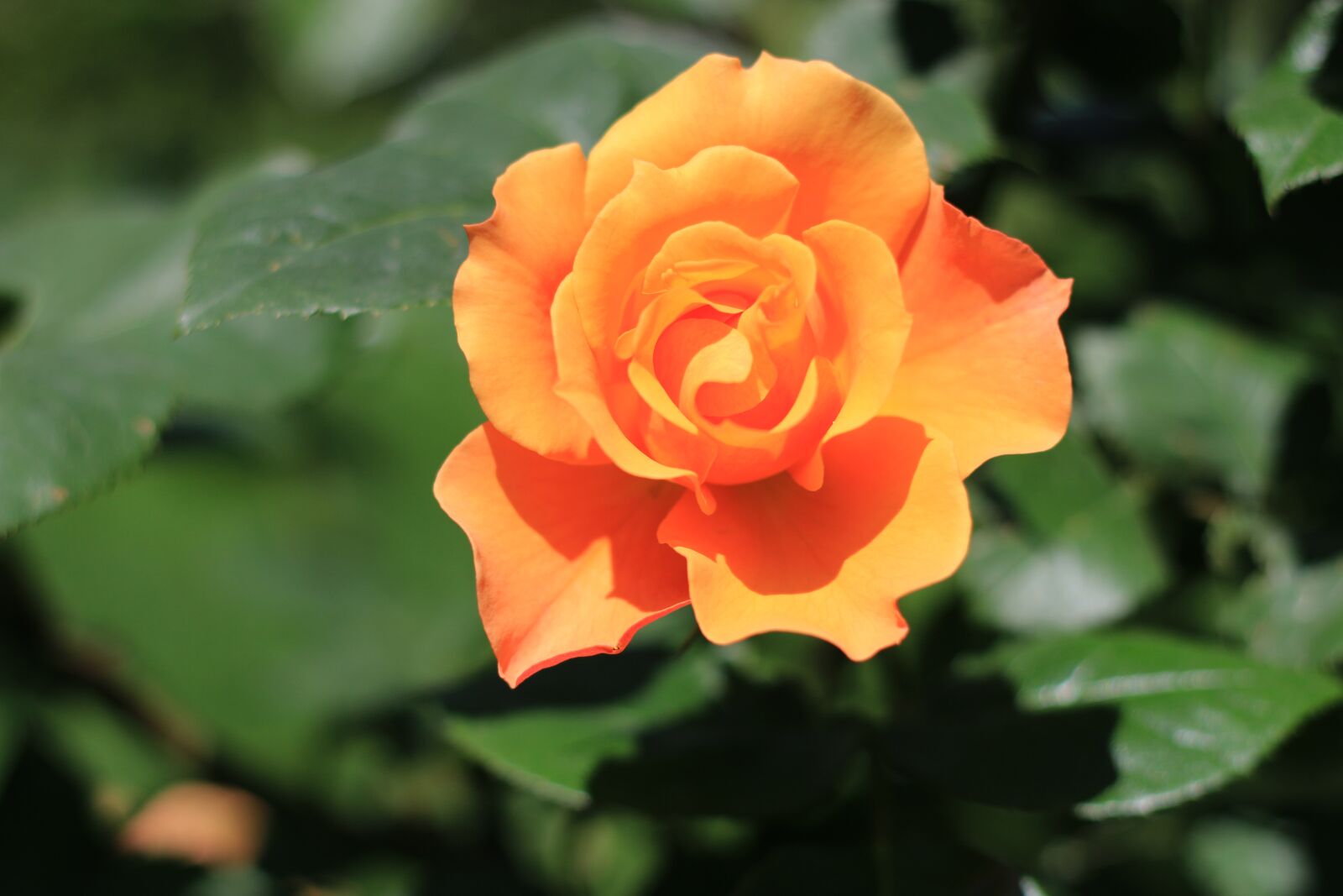 Canon EOS 70D + Canon EF 50mm F1.8 II sample photo. Rose, white, flower photography