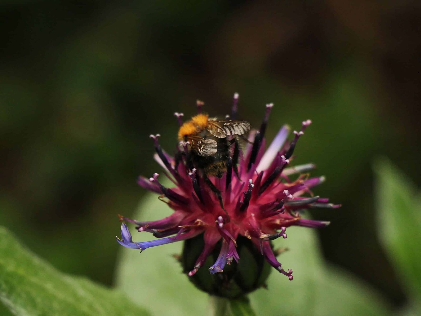 Canon EOS 550D (EOS Rebel T2i / EOS Kiss X4) sample photo. Bee, garden, leaf, nature photography