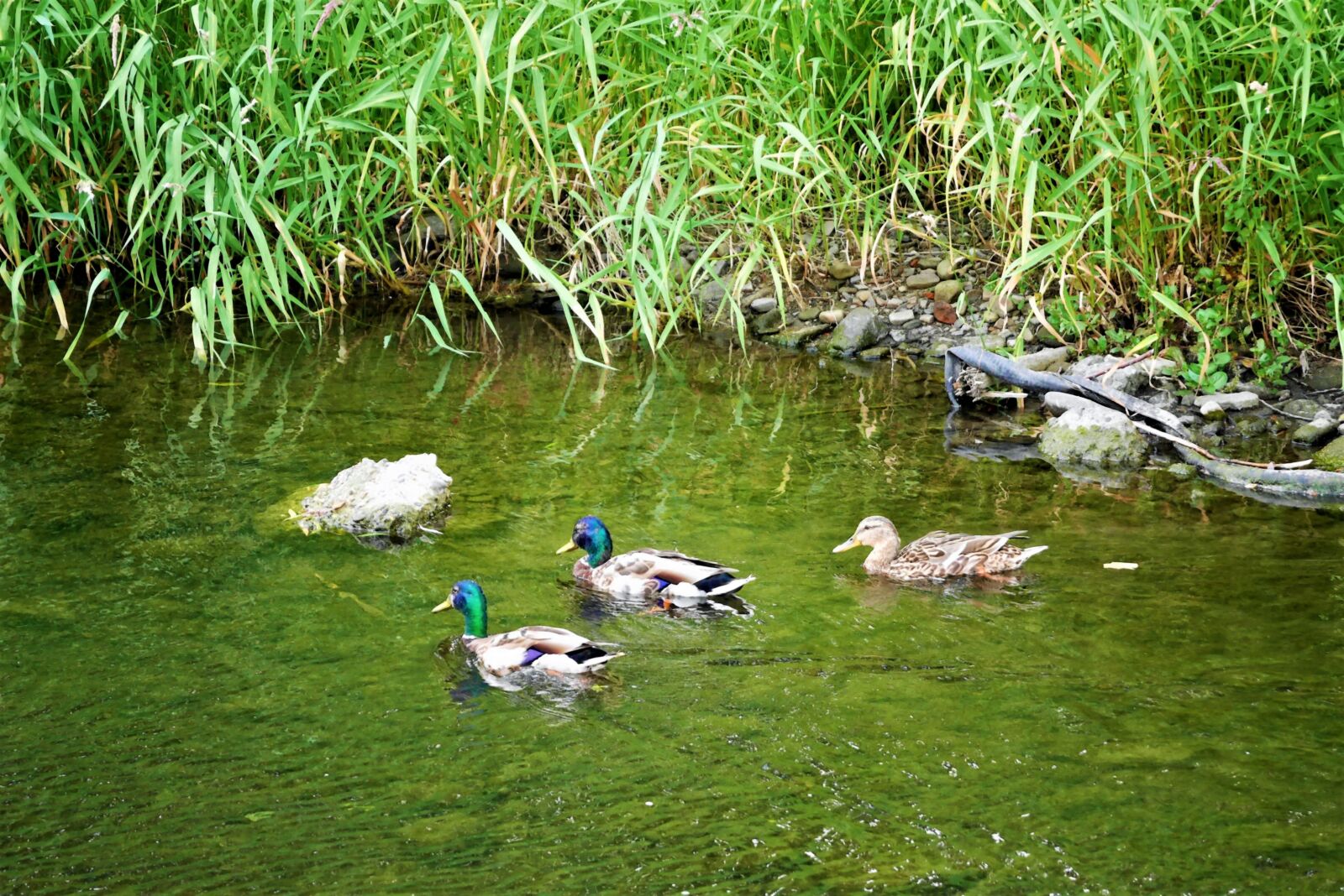 Panasonic Lumix DMC-GF7 sample photo. Ducks, river, nature photography