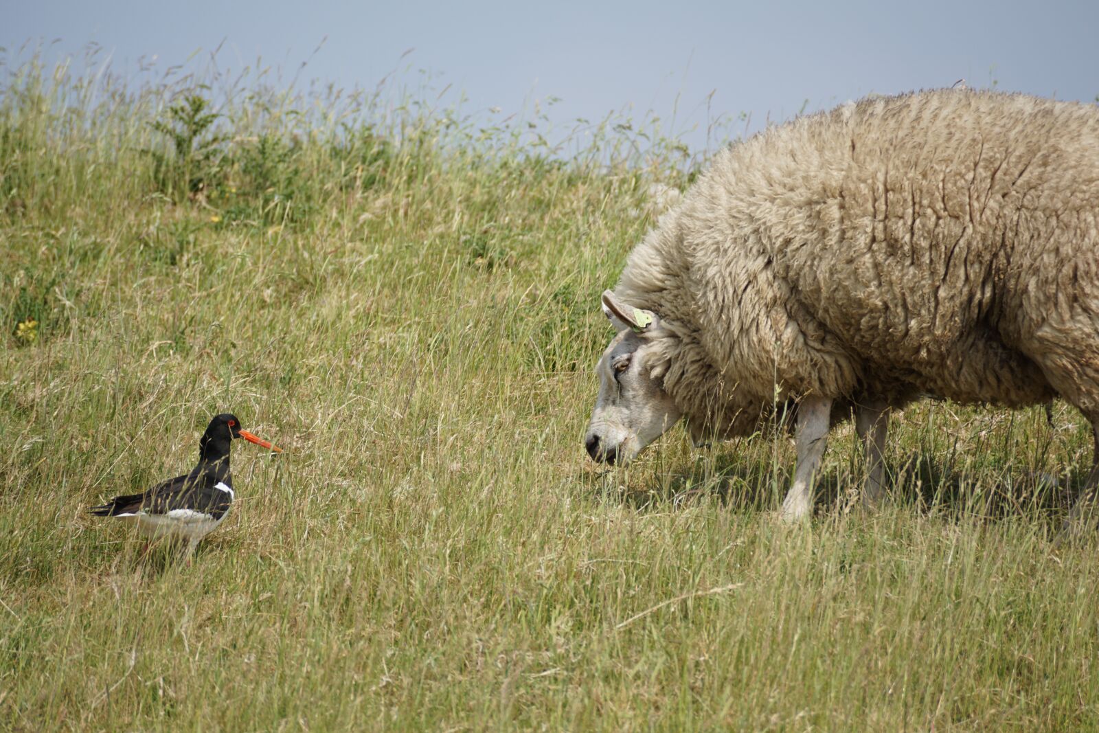 Sony DT 55-300mm F4.5-5.6 SAM sample photo. Sheep, oystercatcher, bird photography