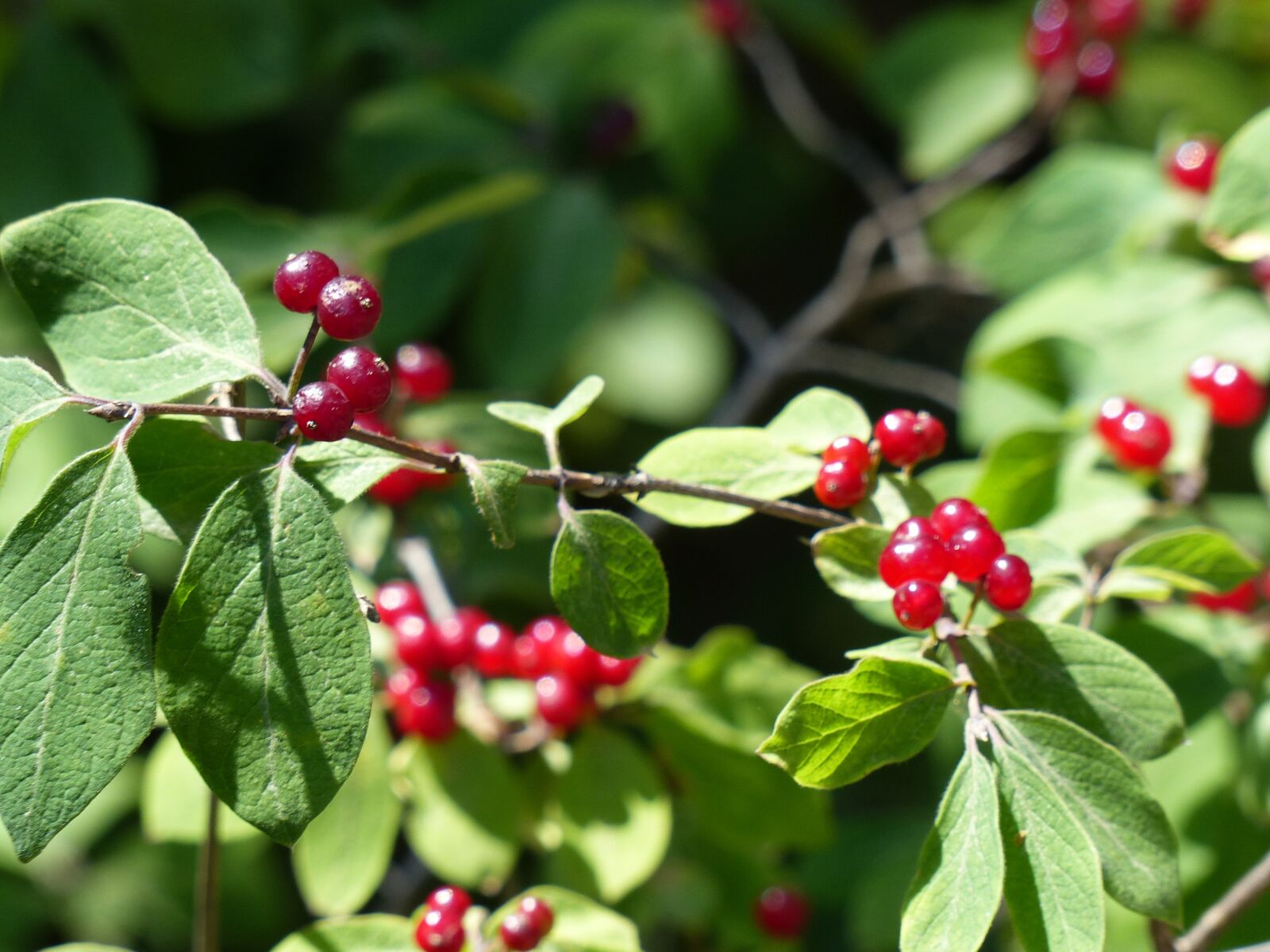 Panasonic Lumix DMC-FZ200 sample photo. Berries, wild, summer photography
