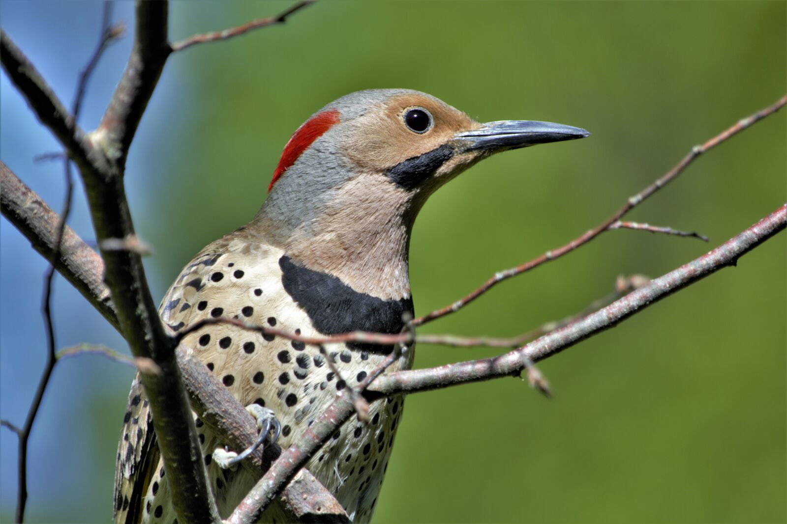 Nikon D7100 sample photo. Woodpecker, flicker, closeup photography