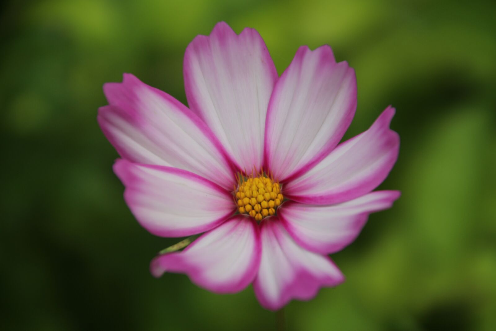 Canon EOS 700D (EOS Rebel T5i / EOS Kiss X7i) sample photo. Cosmos, flower, beauty photography