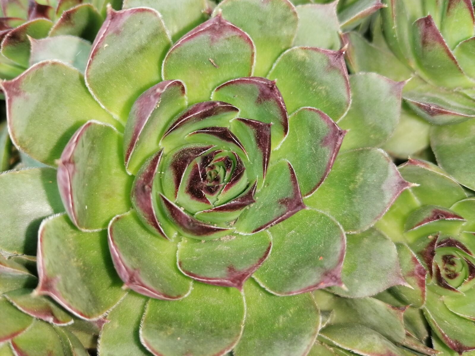 HUAWEI P30 LITE sample photo. Rock plant, succulent, flower photography
