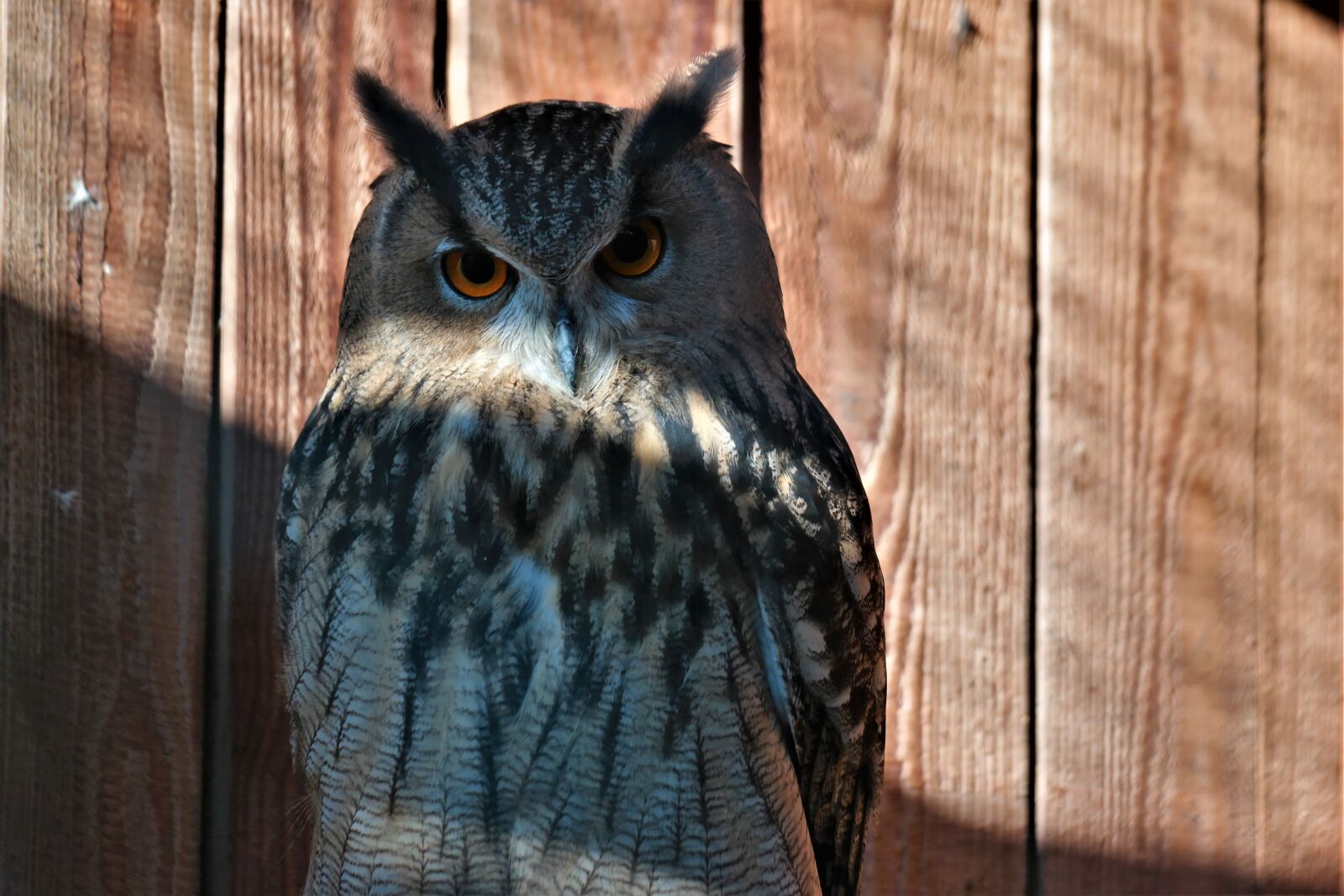 Samsung NX30 sample photo. Bird, owl, plumage photography
