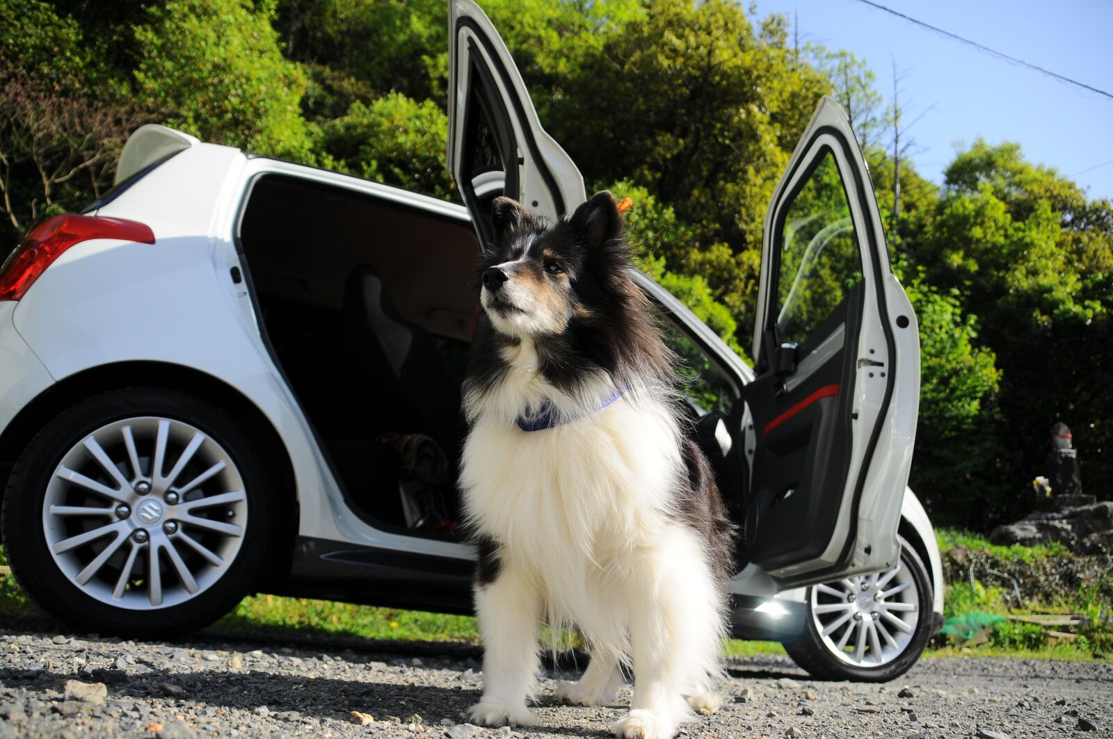 Nikon D300S sample photo. Dog, car, the magnificent photography