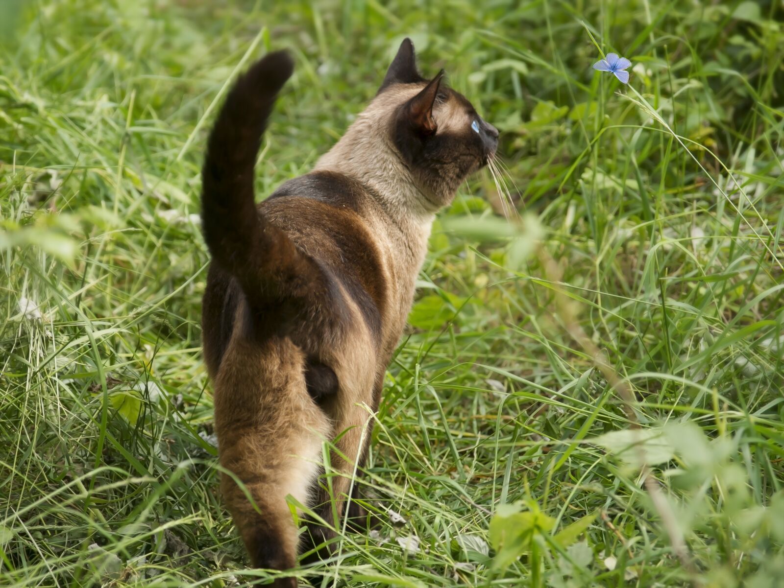 Sony Alpha DSLR-A550 sample photo. Grass, nature, animals photography