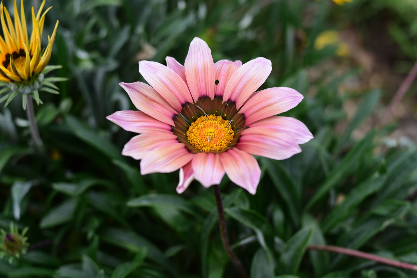 Nikon D3400 sample photo. Plant, flower, nature photography