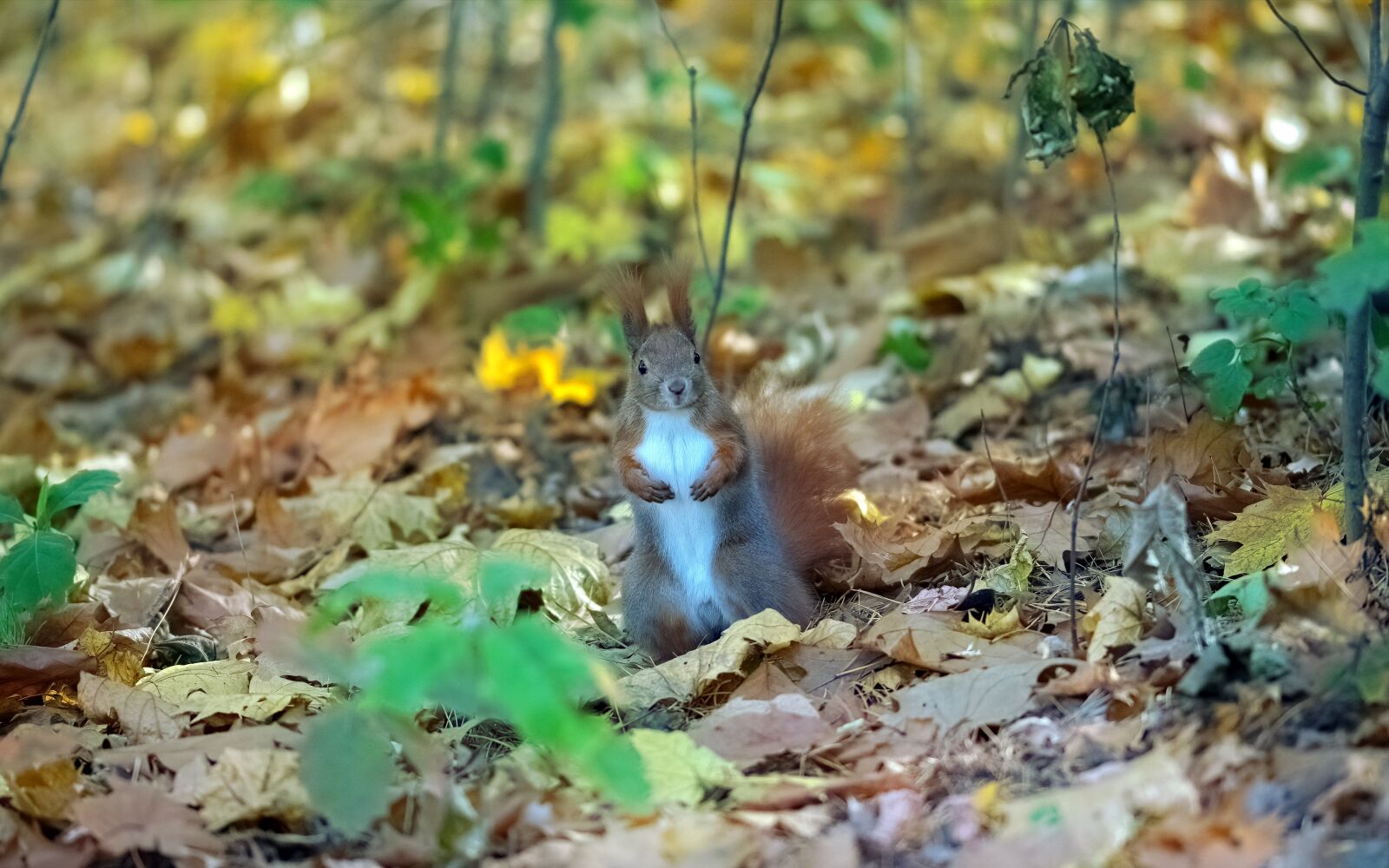 Nikon D5100 sample photo. Squirrel, pet, rodent photography