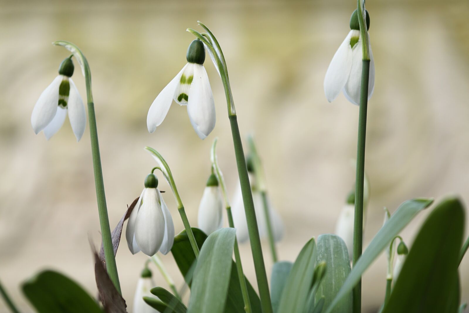 Sony a6000 + E 60mm F2.8 sample photo. Snowdrop, flower, blossom photography