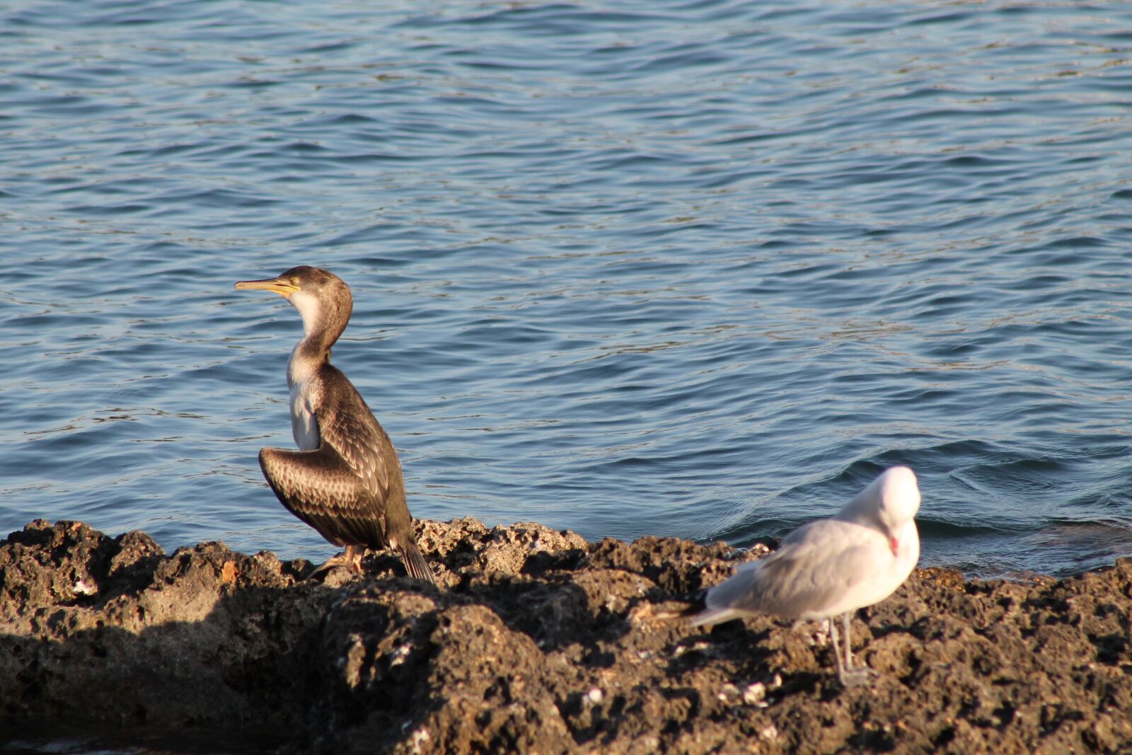 Canon EF75-300mm f/4-5.6 sample photo. Sea, cormorant, seagull photography