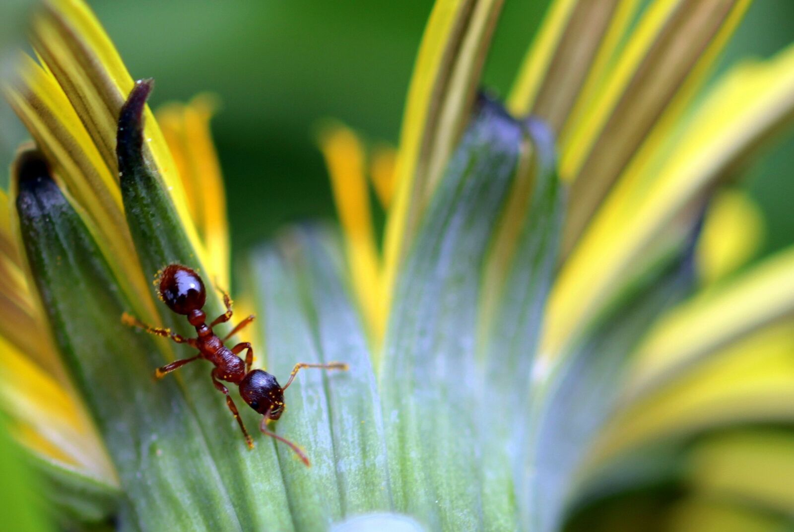 Canon EOS 650D (EOS Rebel T4i / EOS Kiss X6i) sample photo. Ant, red garden ant photography