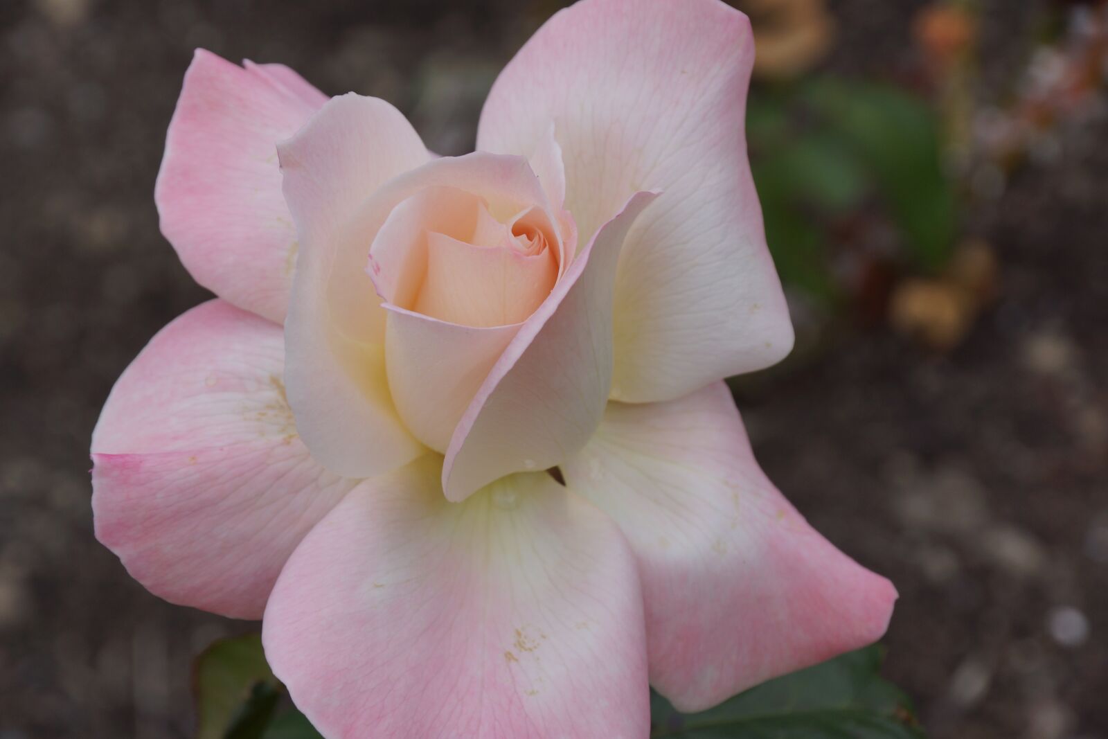 Sony DT 18-250mm F3.5-6.3 sample photo. Flower, flora, petal photography