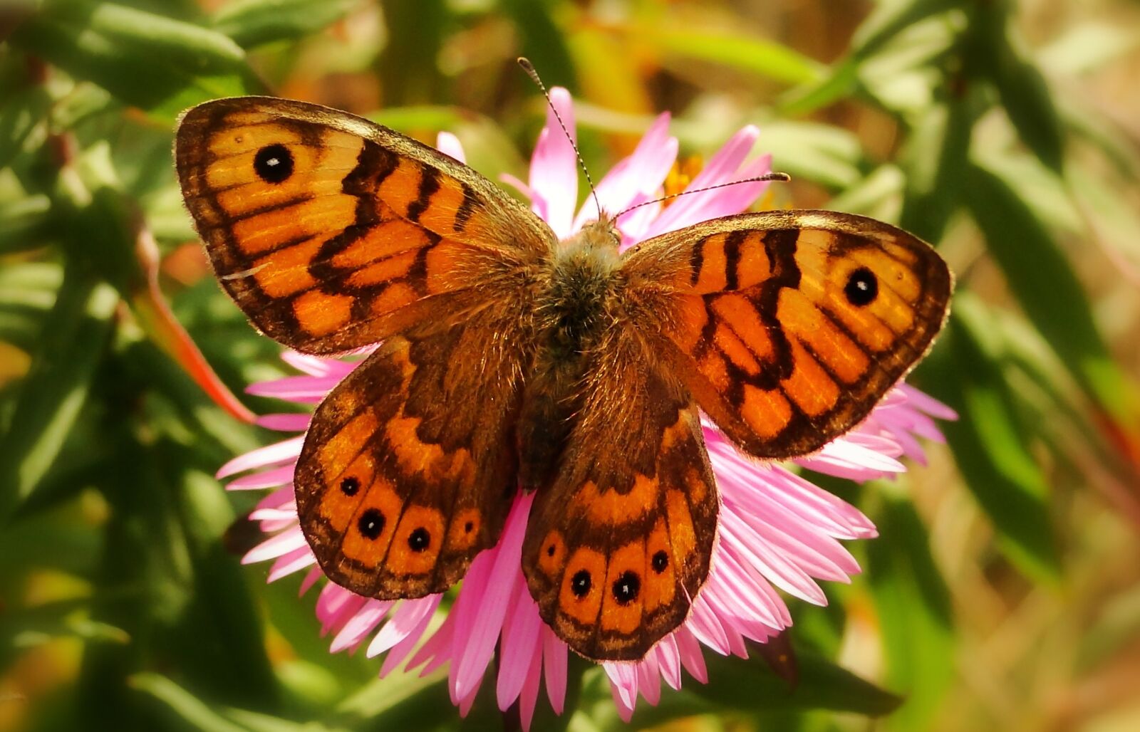 Sony Cyber-shot DSC-HX1 sample photo. Butterfly day, nature, insect photography