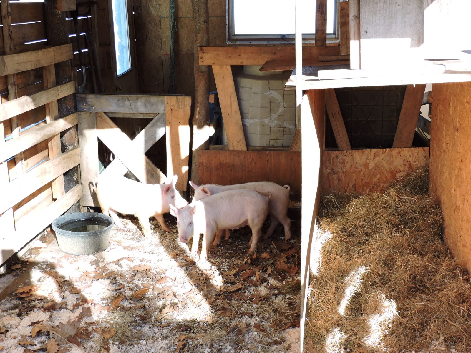 Nikon Coolpix P530 sample photo. Pigs, farm, barn photography