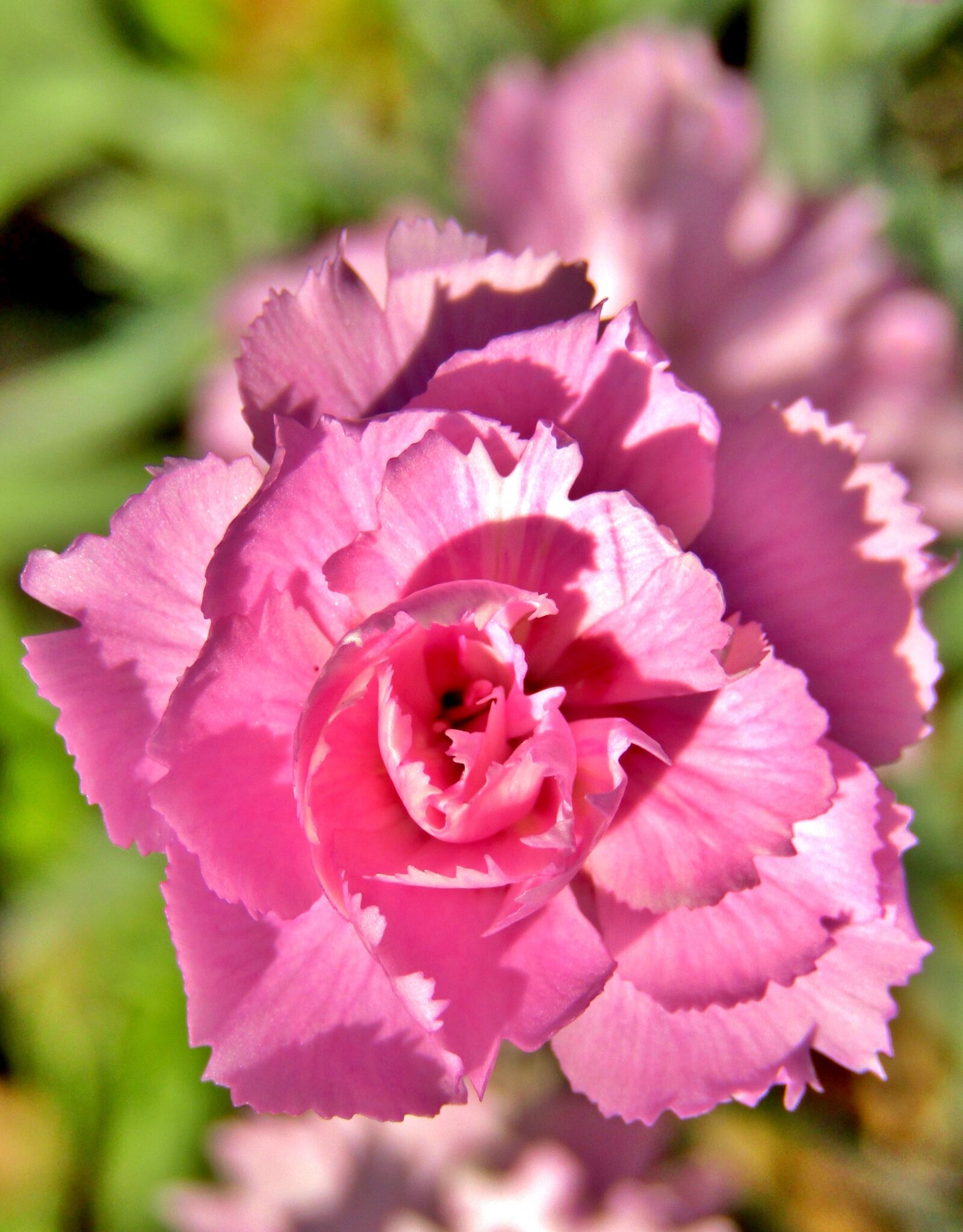 Canon POWERSHOT SX432 IS sample photo. Carnation, pink, flower photography