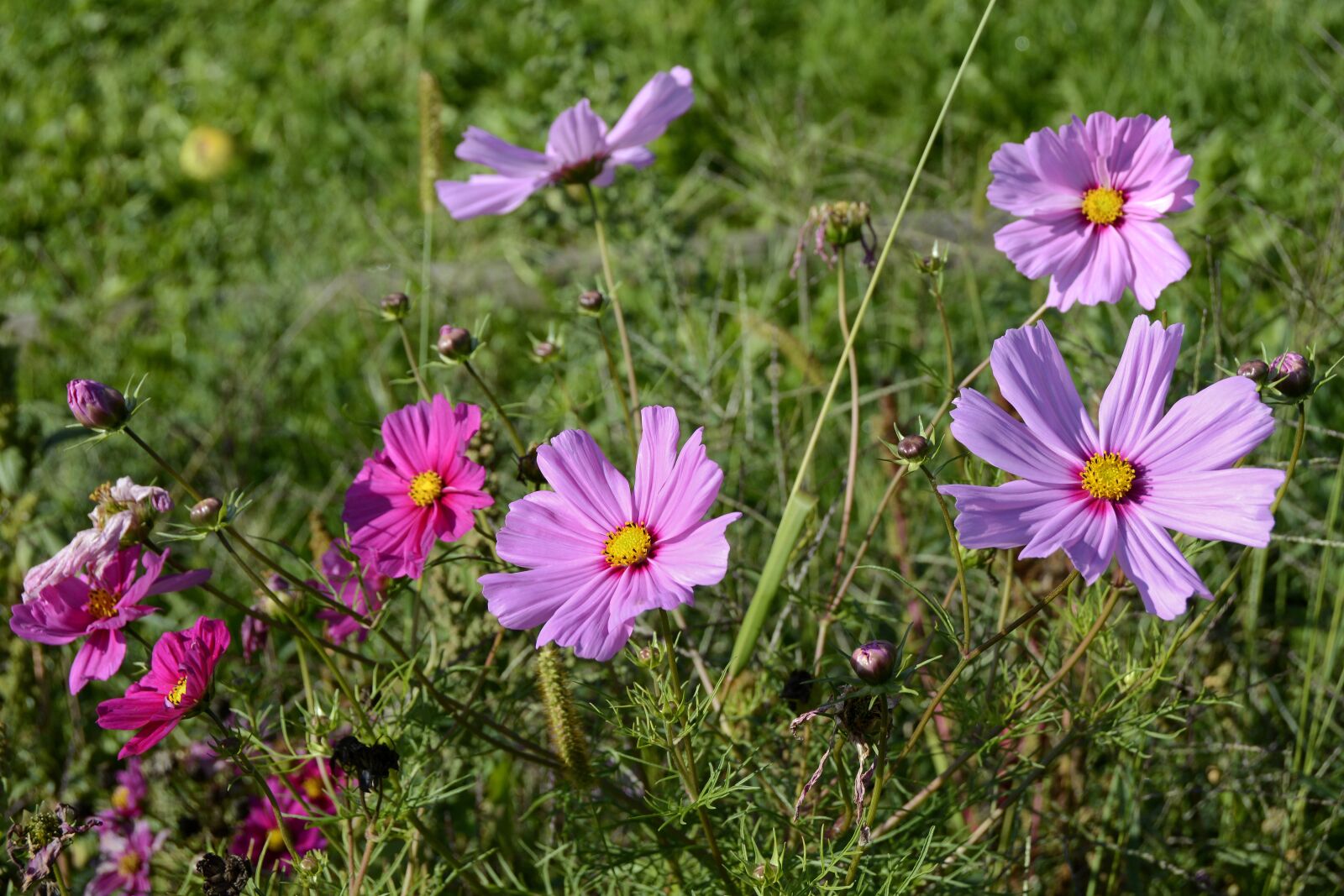Nikon D7100 sample photo. Cosmos, blossom, bloom photography