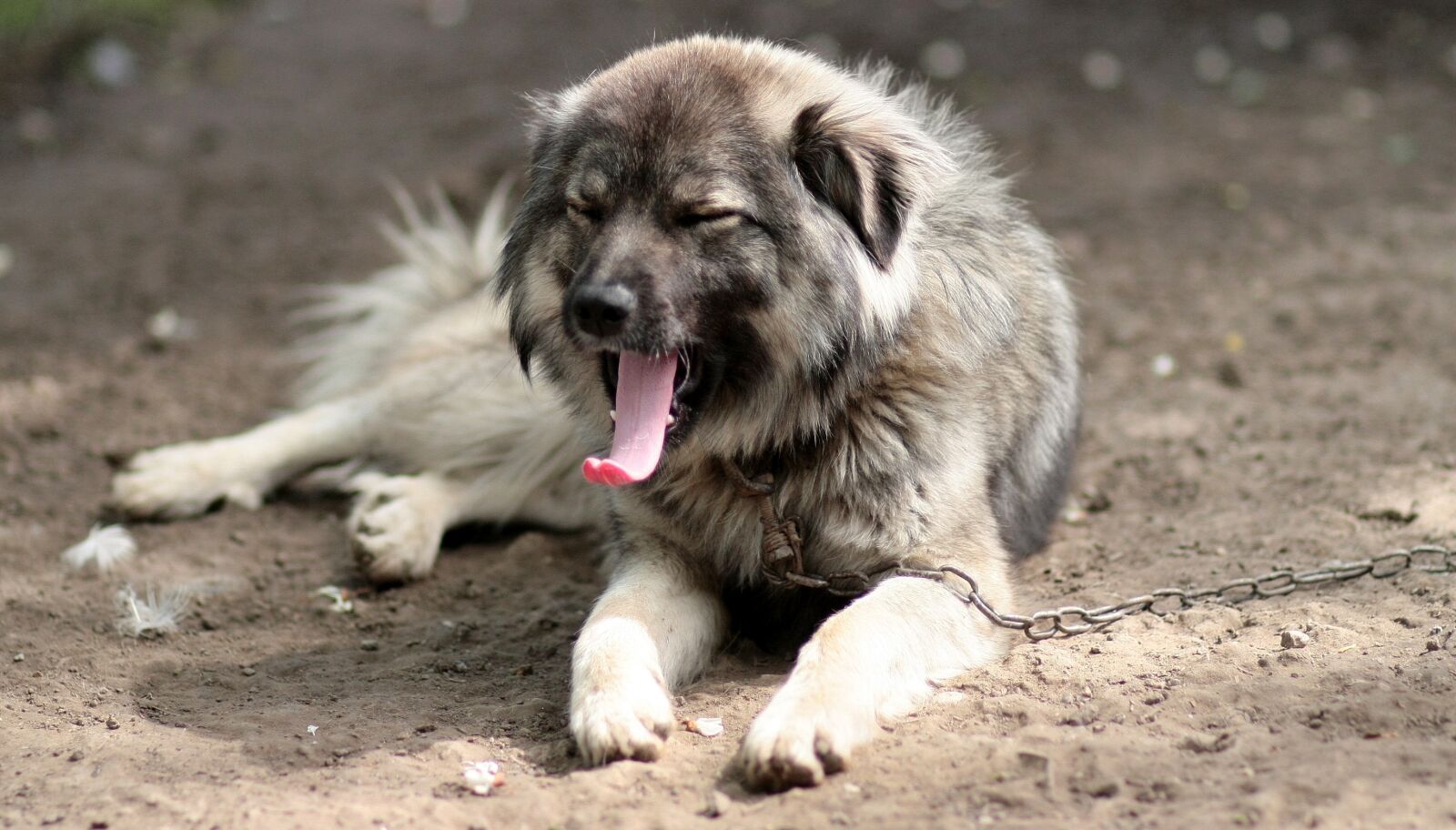 Canon EOS 450D (EOS Rebel XSi / EOS Kiss X2) sample photo. Dog, tired, cascand photography