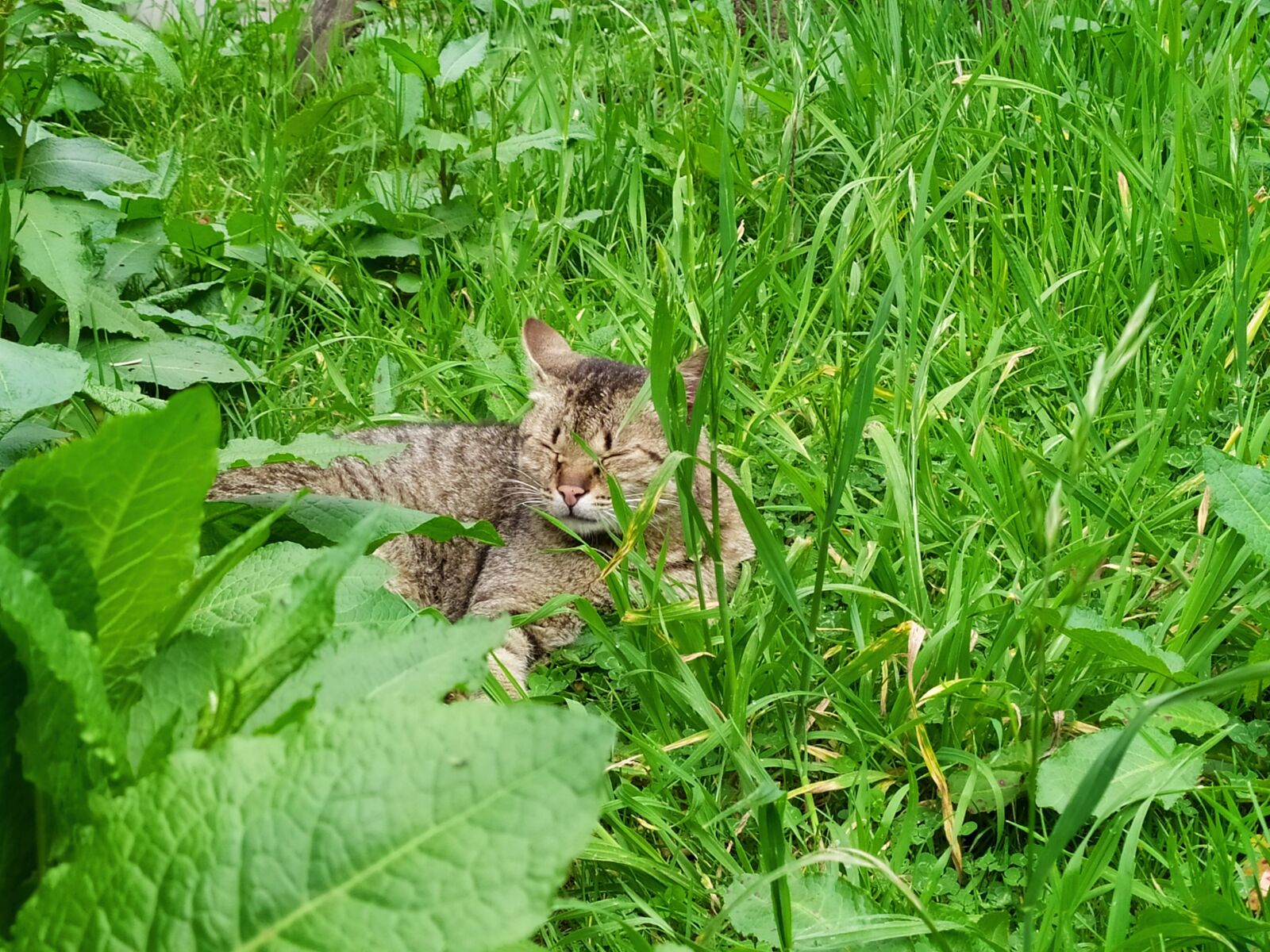 Xiaomi Redmi Note 7 sample photo. Taiwan, cat, alishan photography