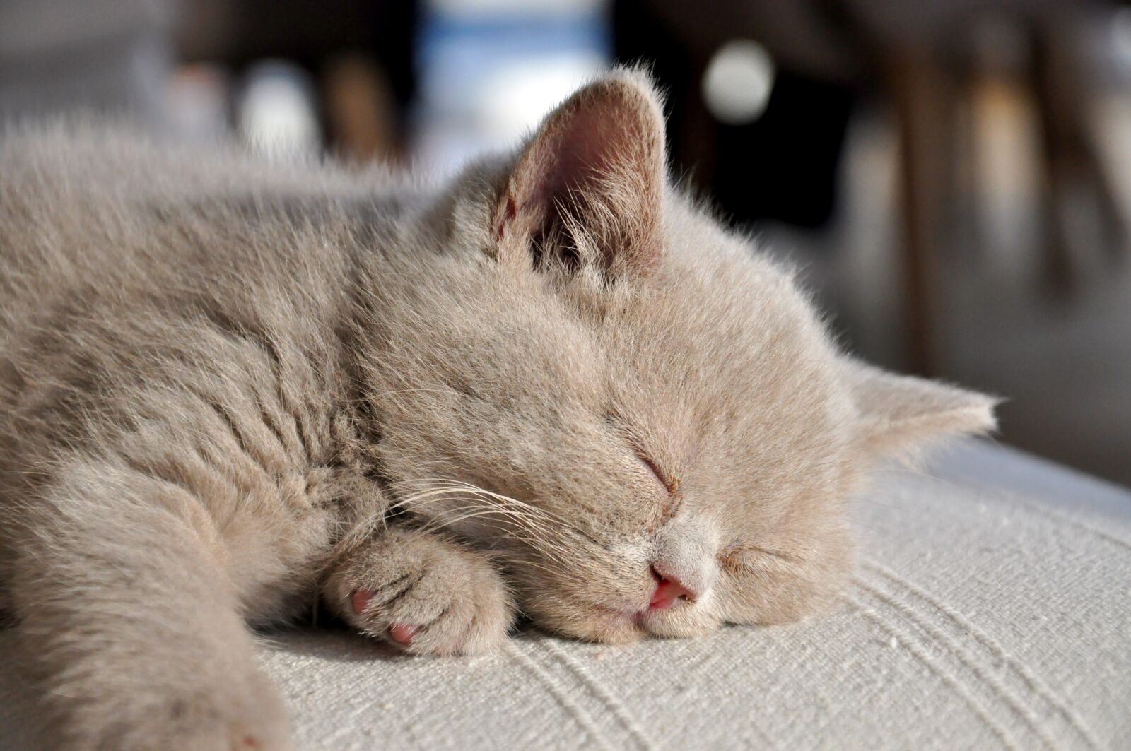 Nikon D90 sample photo. Kittens, british longhair, cat photography