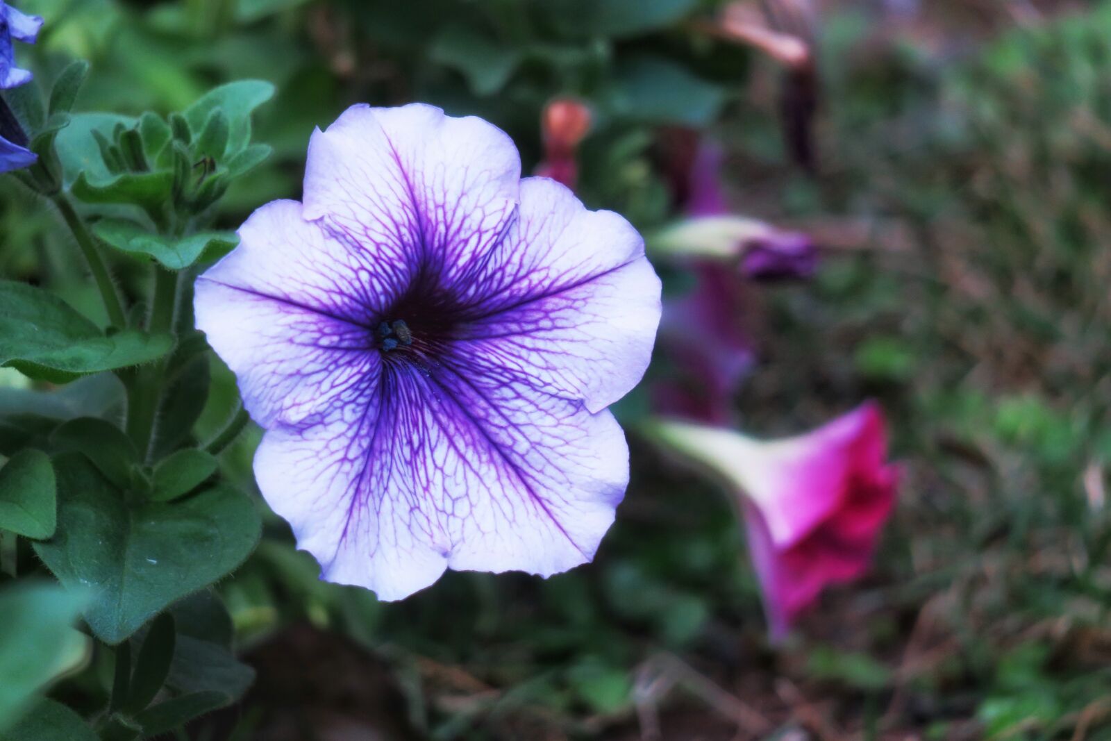 Canon PowerShot G3 X sample photo. Flower, plant, nature photography