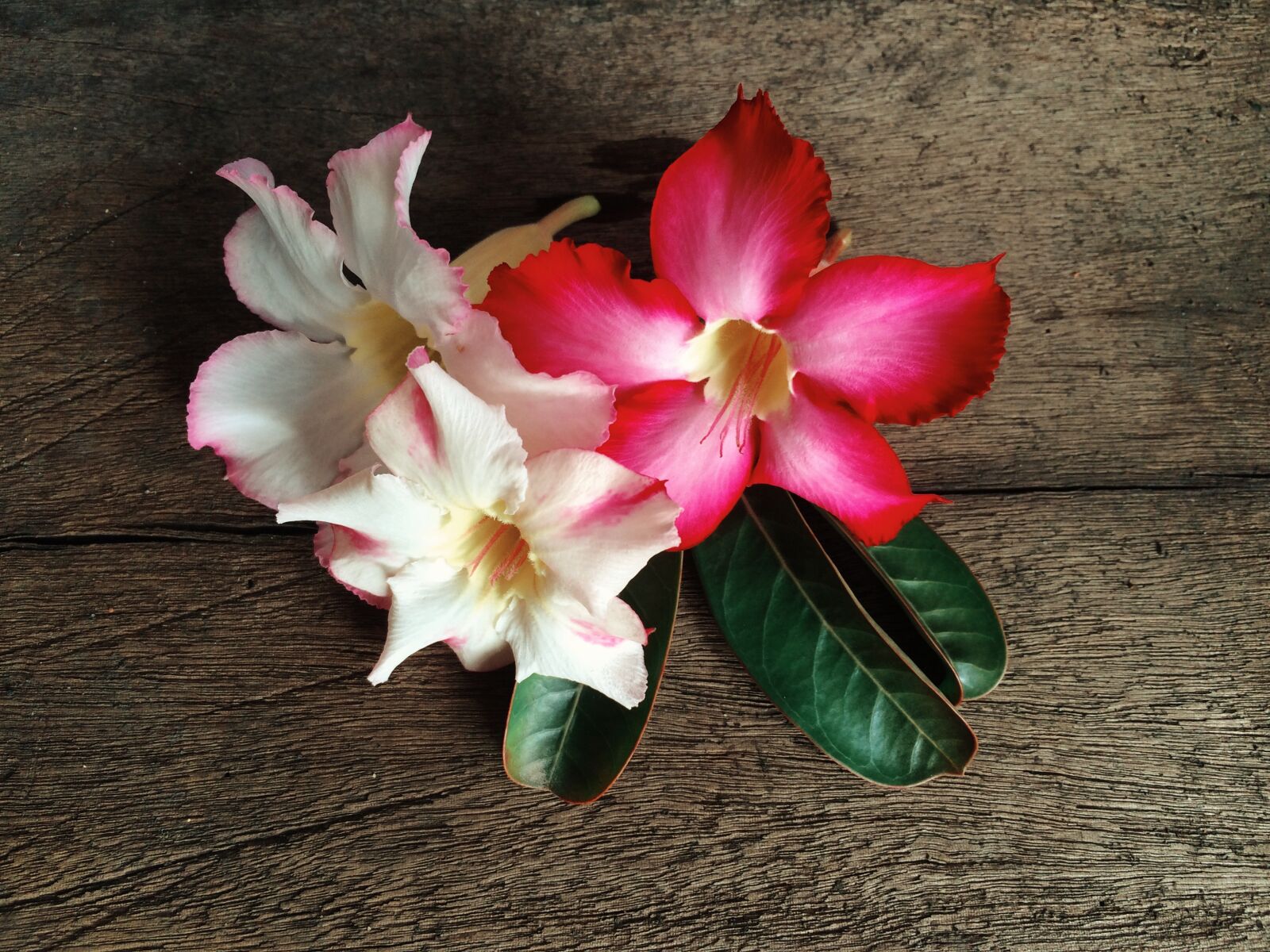 iPhone 5s back camera 4.15mm f/2.2 sample photo. Desert, rose, flower, flowers photography