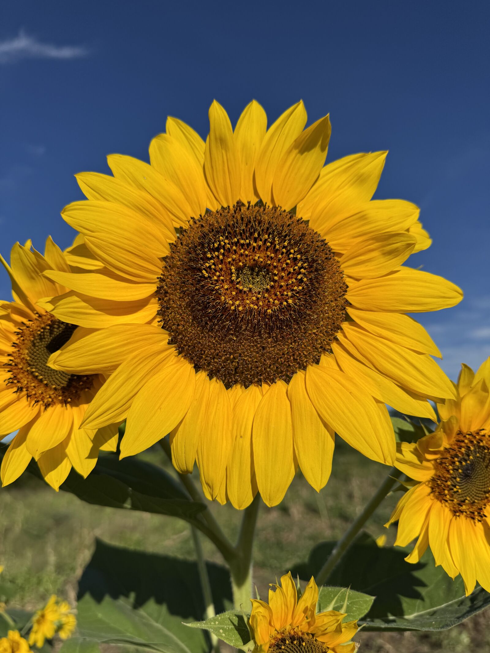 Apple iPhone 15 Pro Max sample photo
