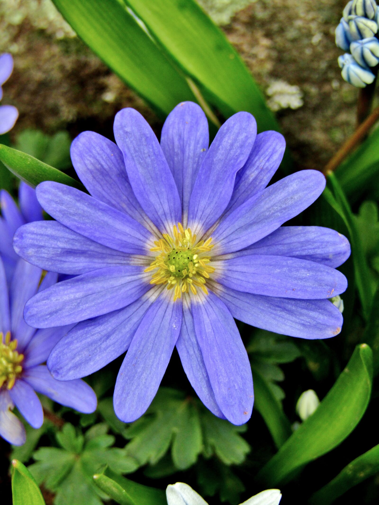 Canon POWERSHOT SX432 IS sample photo. Anemone blanda, blue shades photography