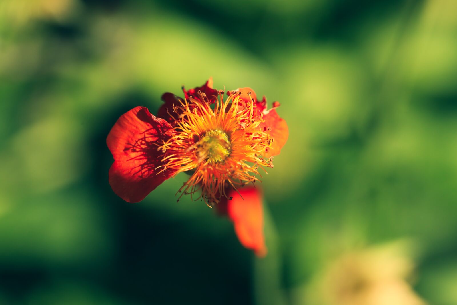 Canon EOS R + Canon EF 100mm F2.8L Macro IS USM sample photo. Flower, red, withered photography