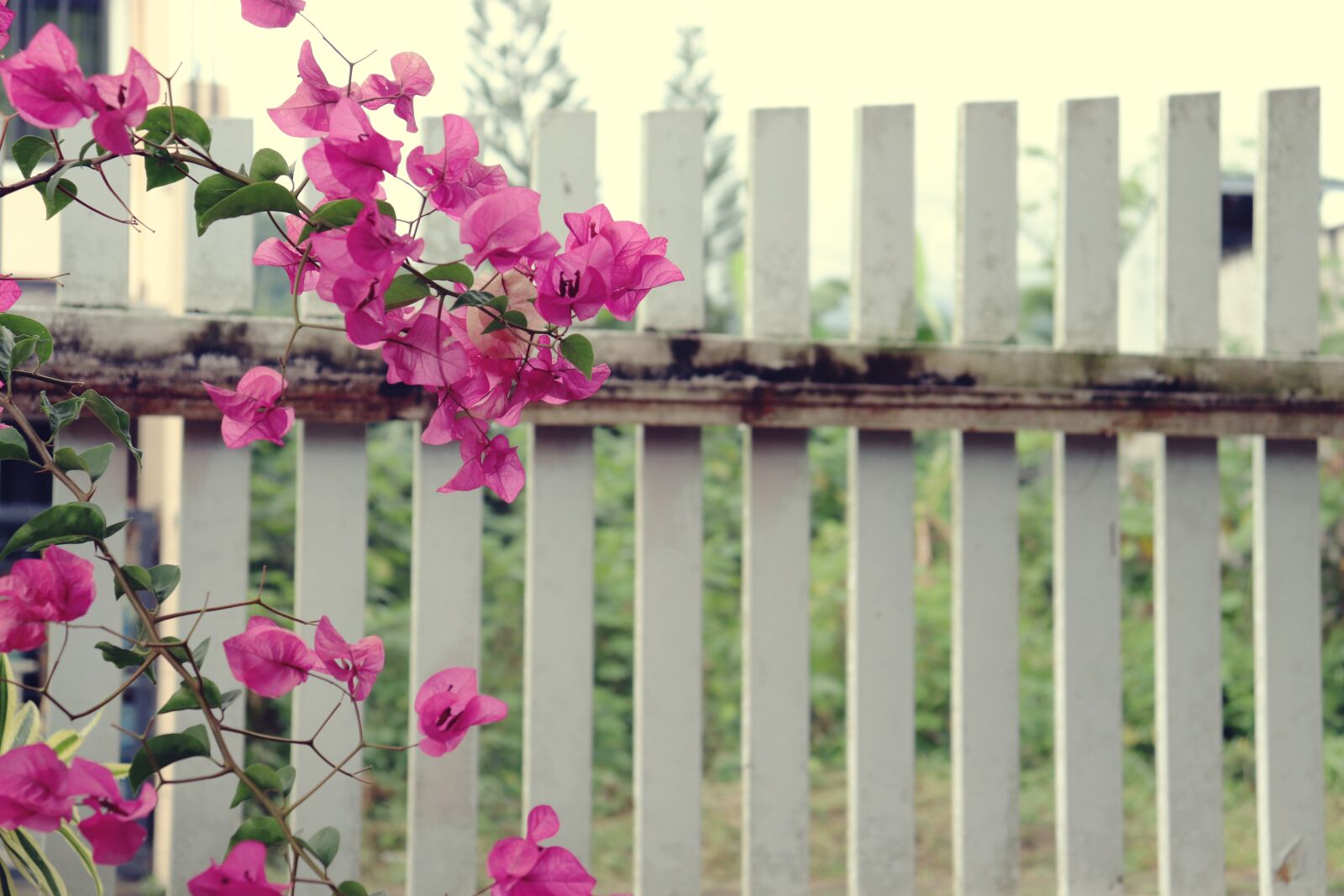Canon EOS 200D (EOS Rebel SL2 / EOS Kiss X9) sample photo. Flowers, bougainvillea, fence photography