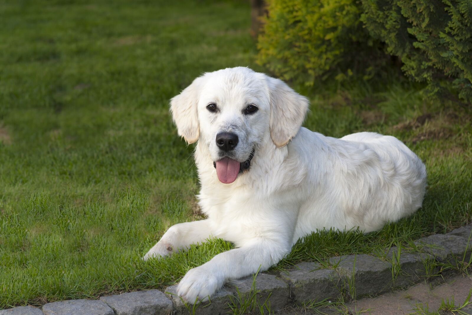 Canon EOS-1D Mark II sample photo. Dog, mammal, animal photography