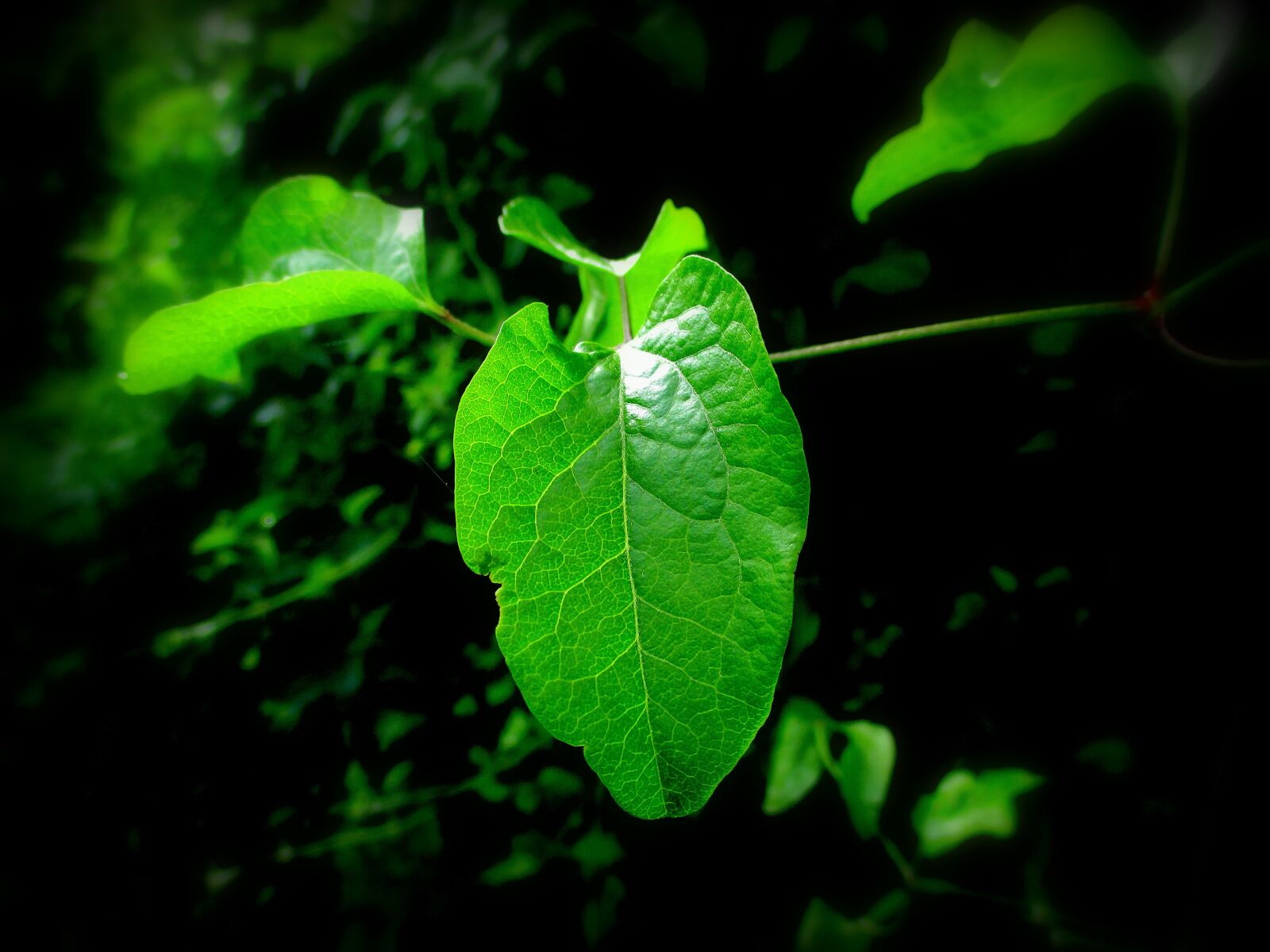 Canon IXUS 185 sample photo. Nature, leaves, green photography