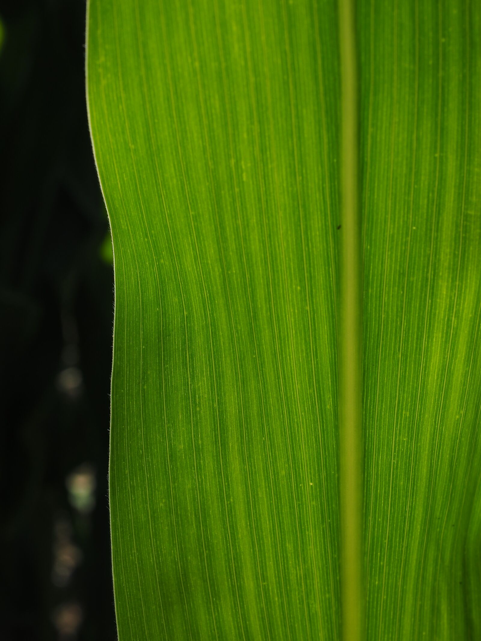 Olympus OM-D E-M1 + Olympus M.Zuiko Digital ED 12-40mm F2.8 Pro sample photo. Corn leaf, detail, leaf photography