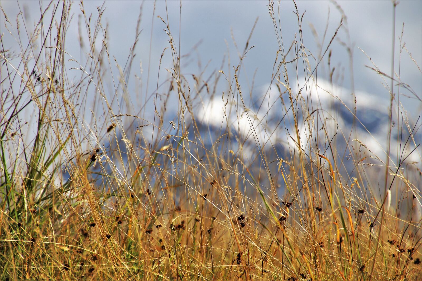 Canon EOS 80D sample photo. Dry grass, hidden, tops photography