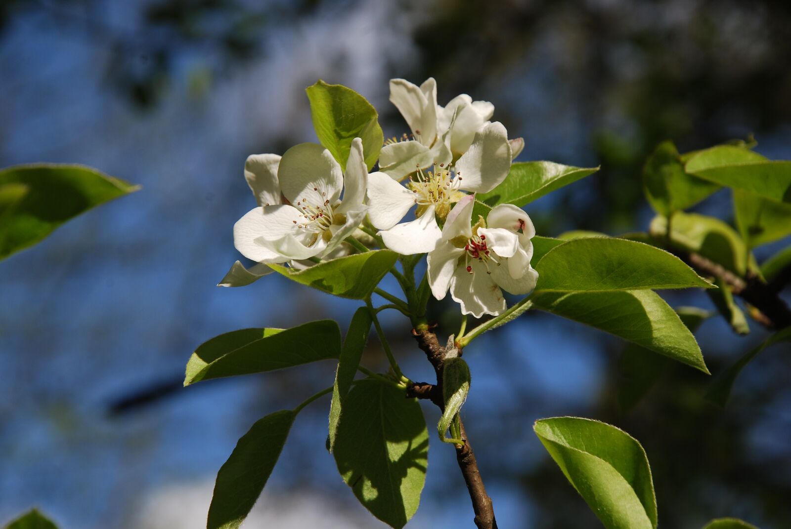 Nikon D80 sample photo. Spring, tree, sprig photography