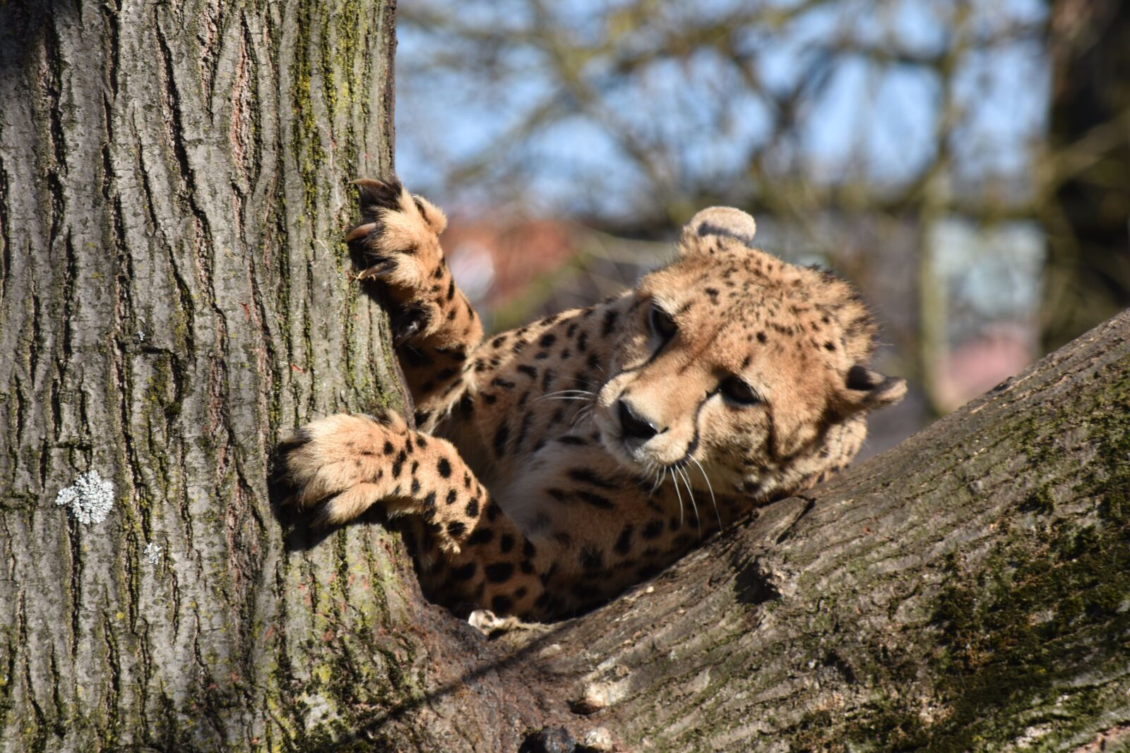 Nikon D7200 sample photo. Cheetah, head, big cat photography