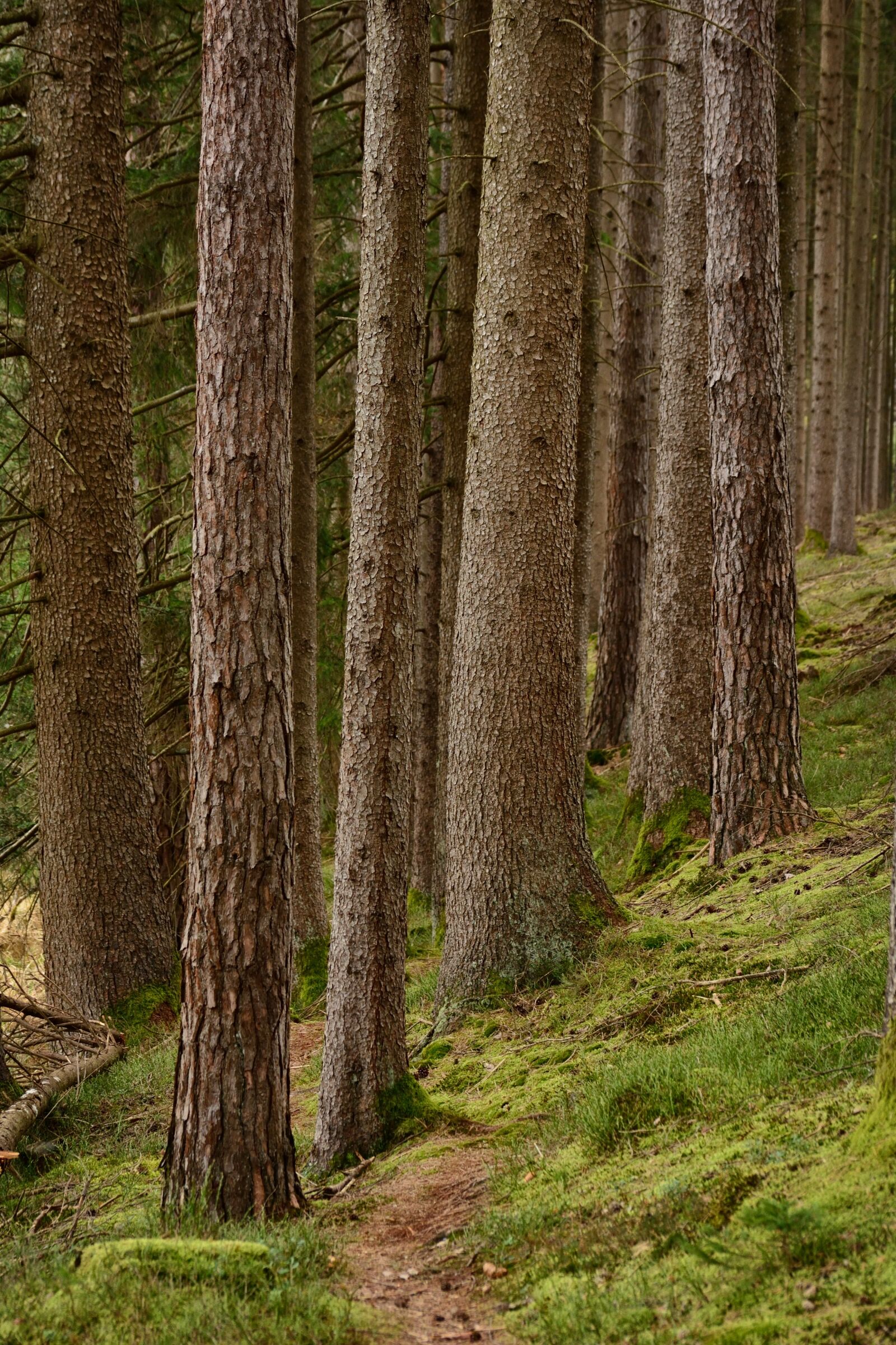 Nikon D7100 sample photo. Recovery, away, path photography